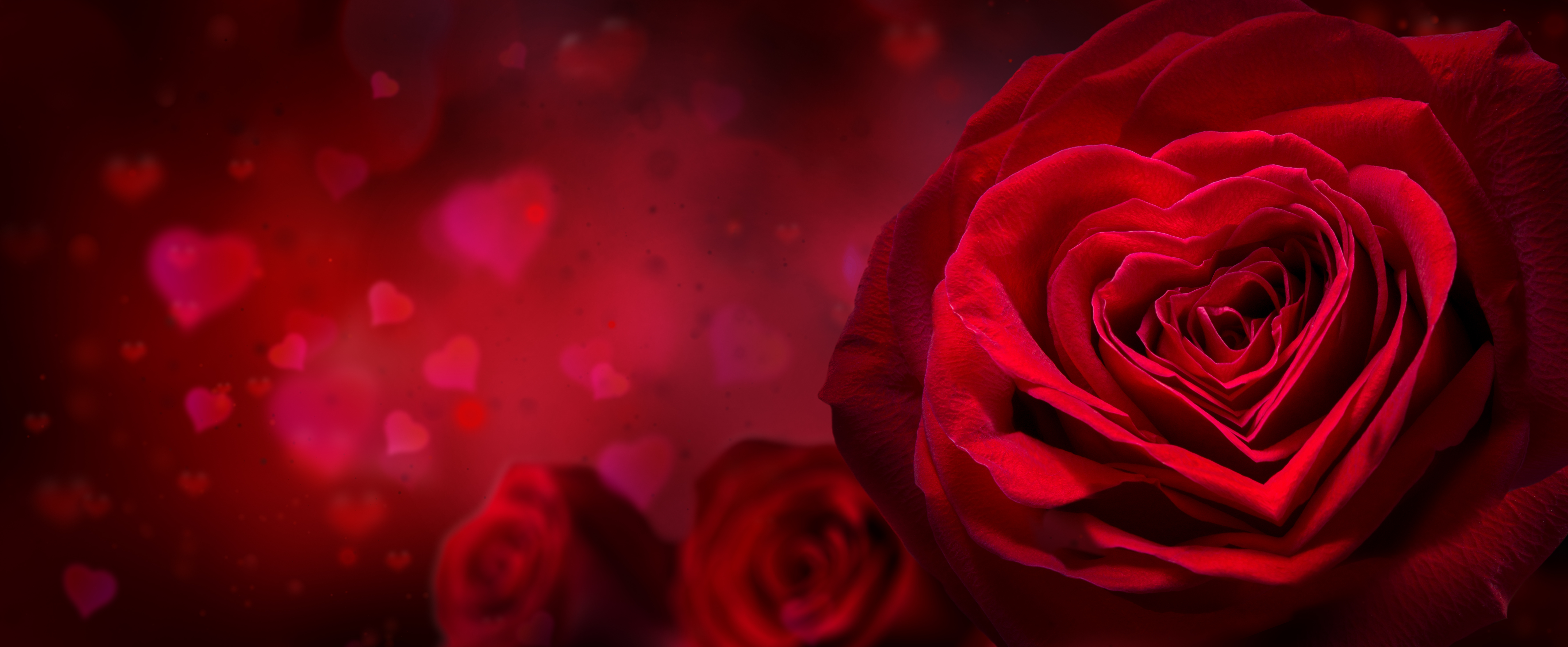 桌面上的壁纸情人节 红色 玫瑰