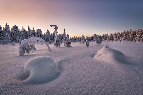 芬兰的树木被雪覆盖