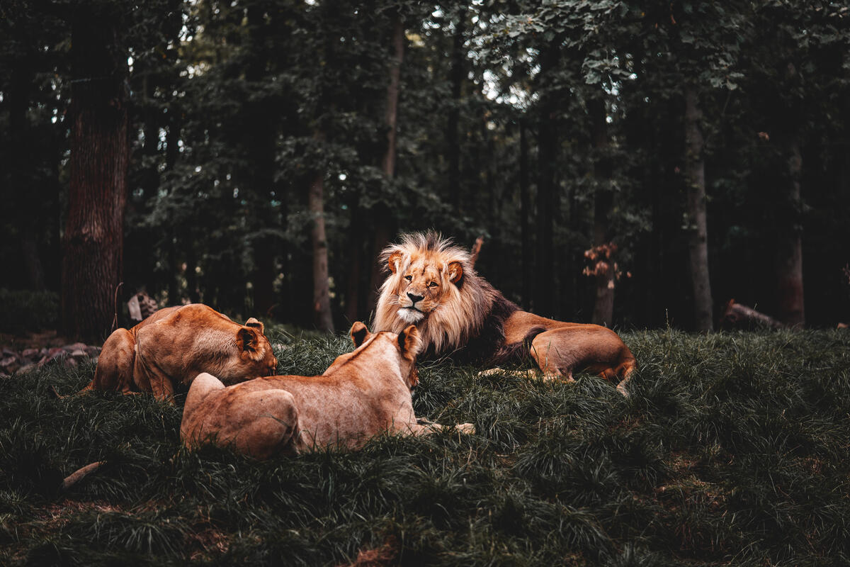 A lion and his lionesses resting in a forest clearing