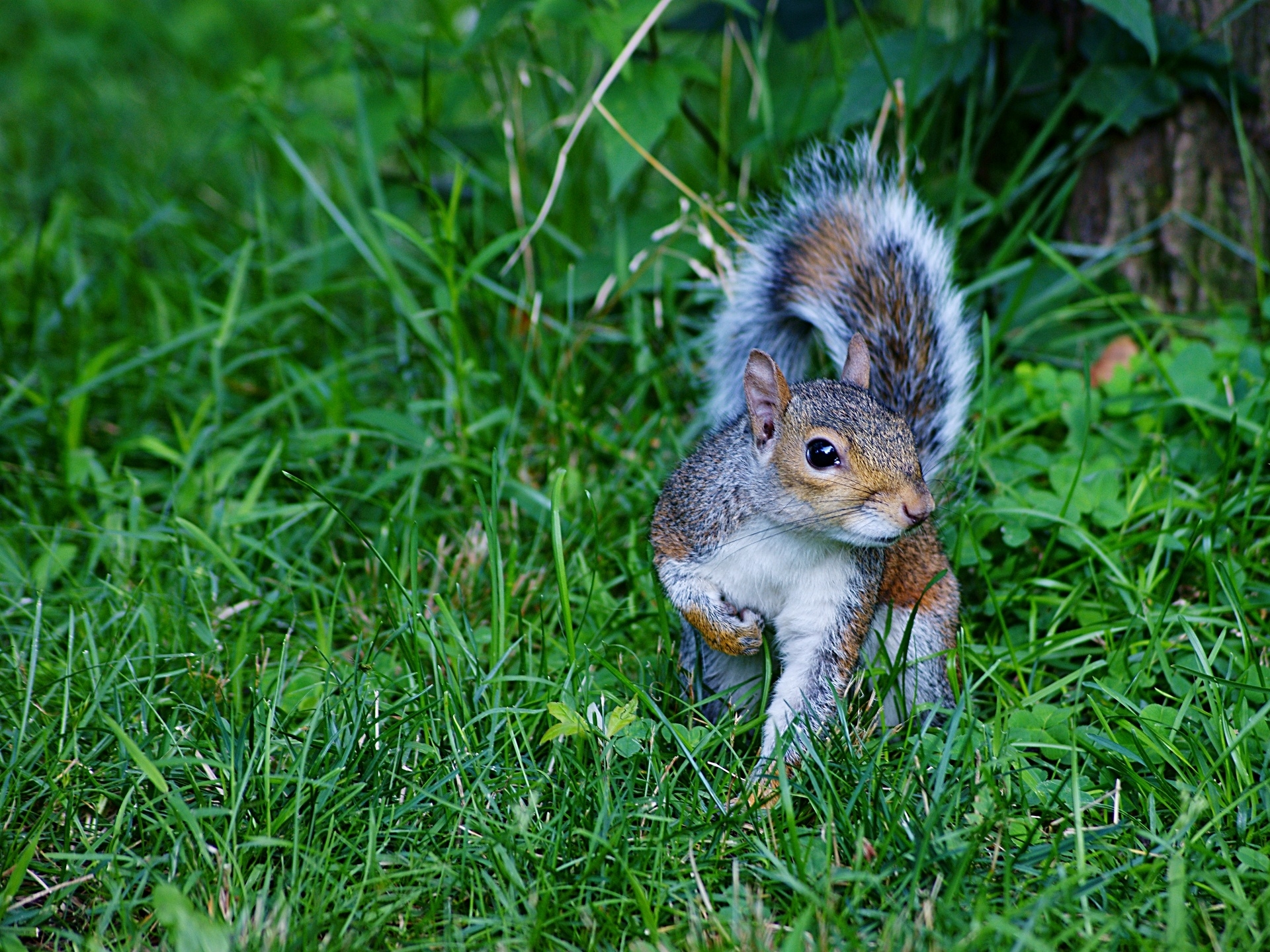 Photo free squirrel, grass, green