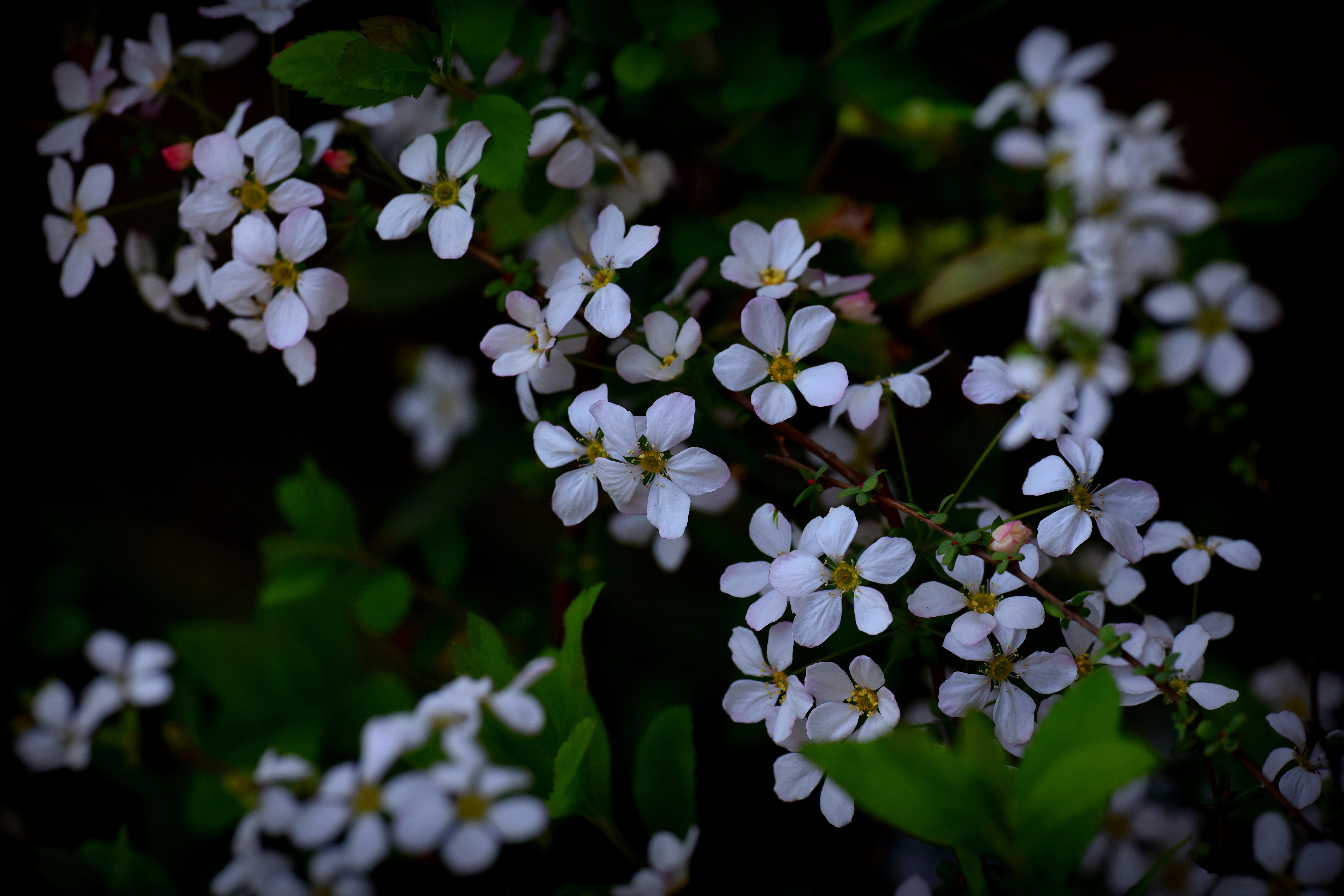 Photo free spring, flowering, flowering tree