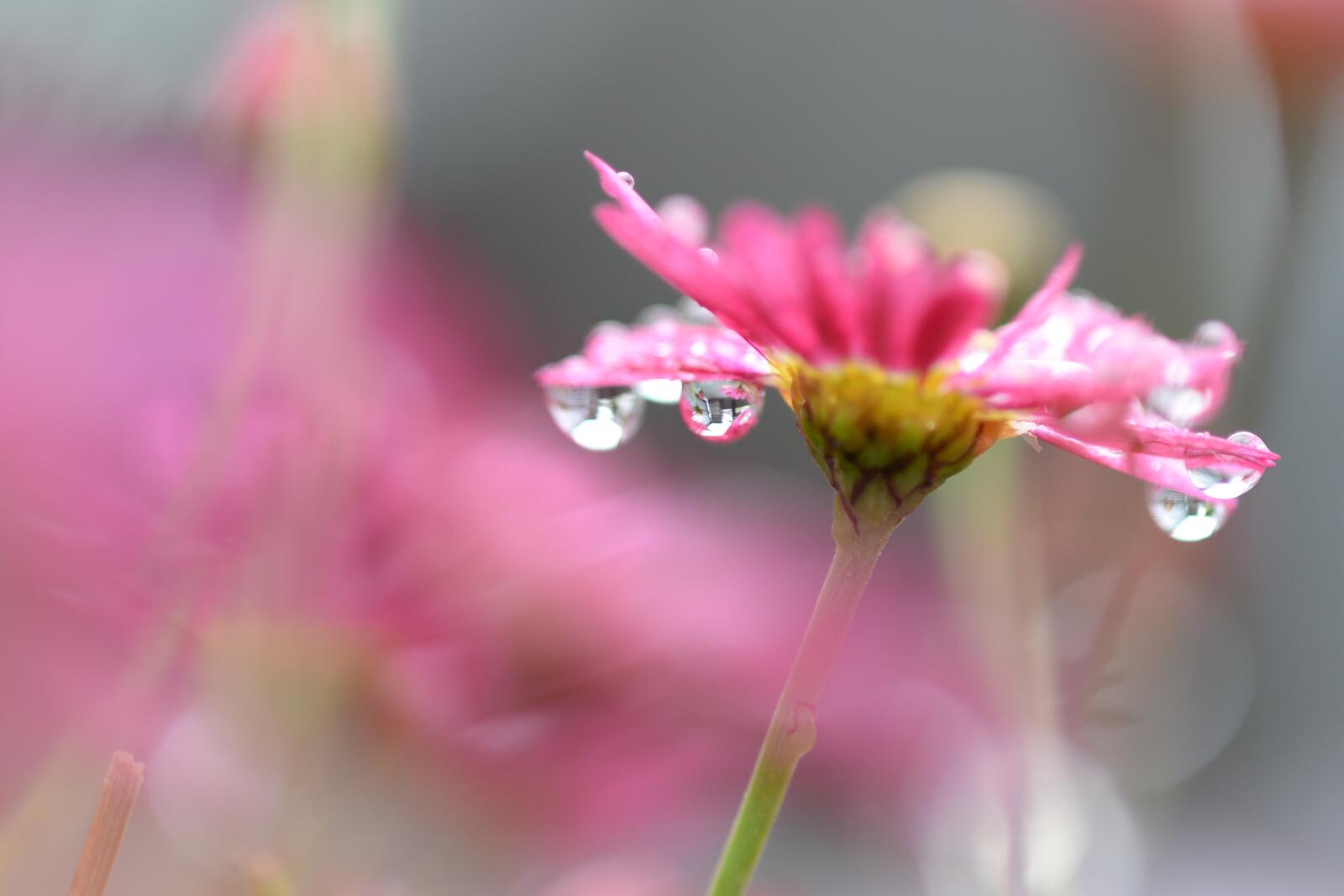 Wallpapers wallpaper pink flower drops of water blurred on the desktop