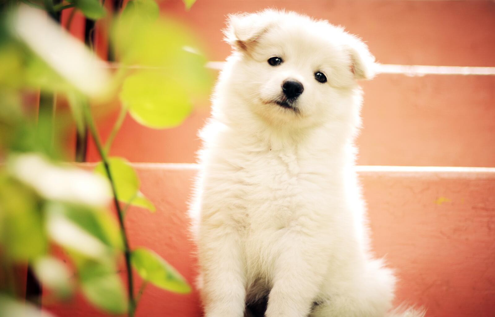 Wallpapers white sweet puppy on the desktop