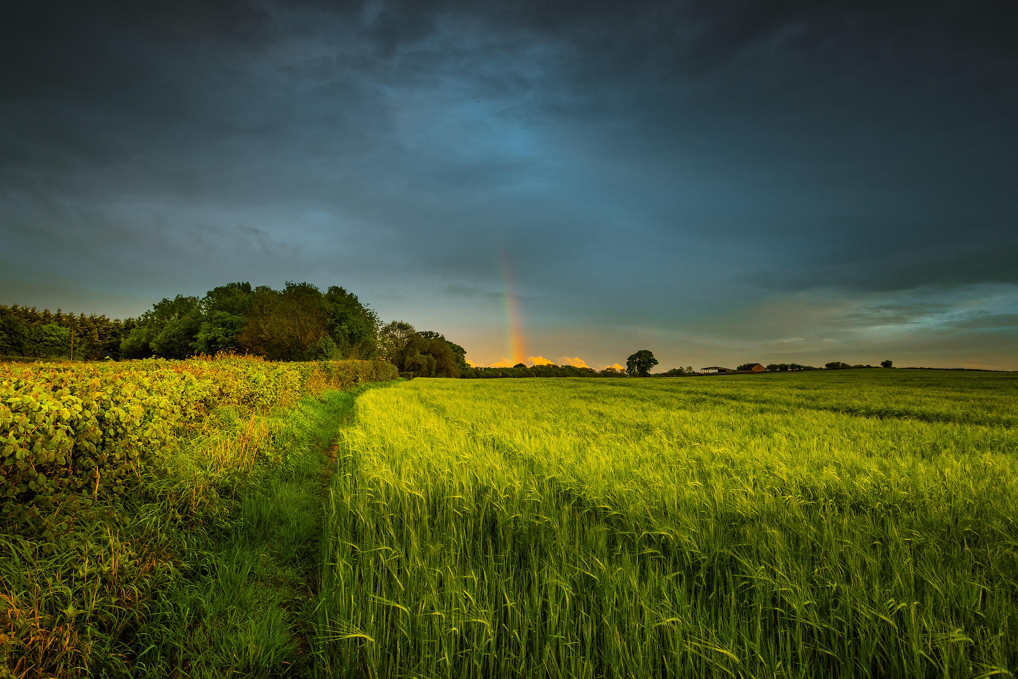 Фото зеленая трава зеленое поле закат - бесплатные картинки на Fonwall