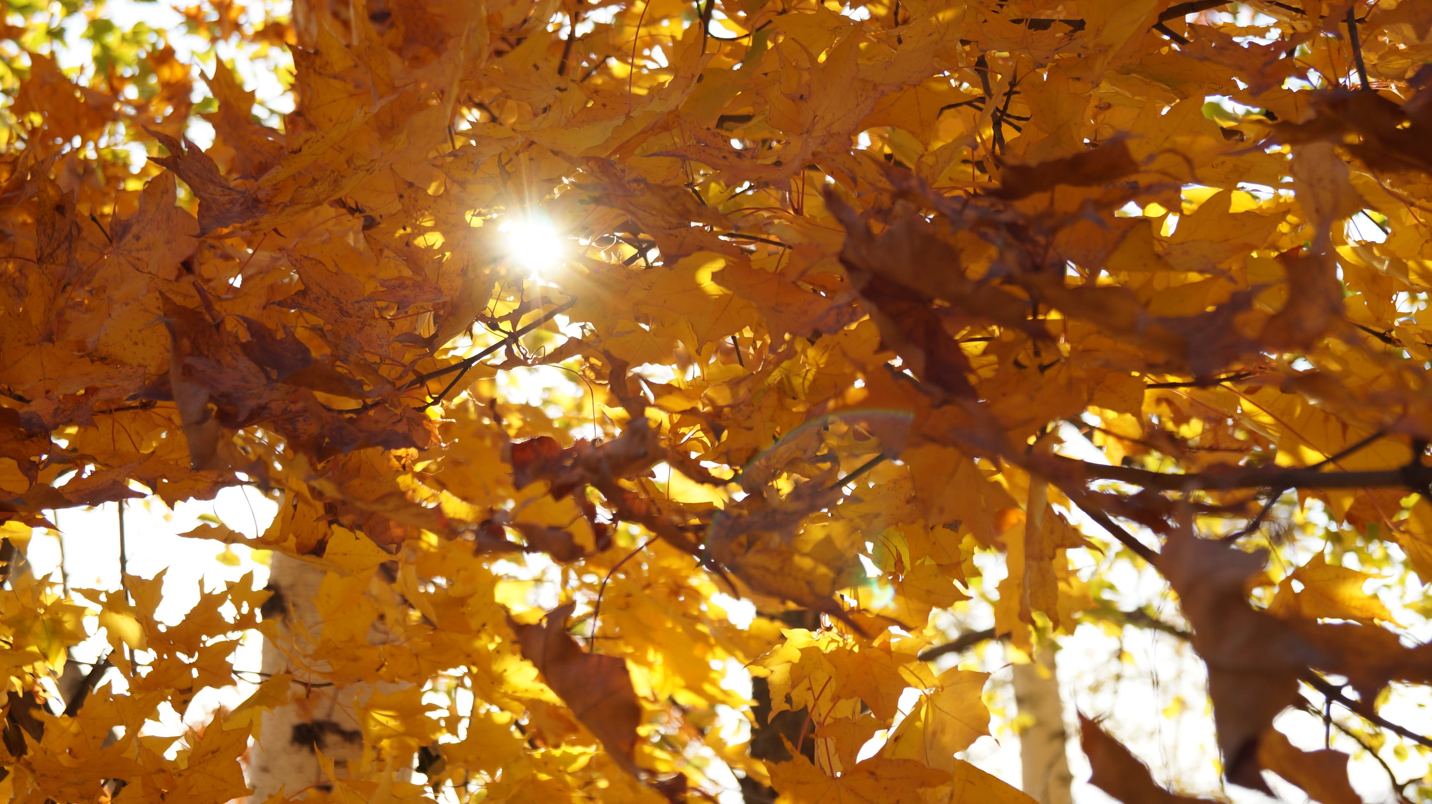 Wallpapers autumn sun maple on the desktop