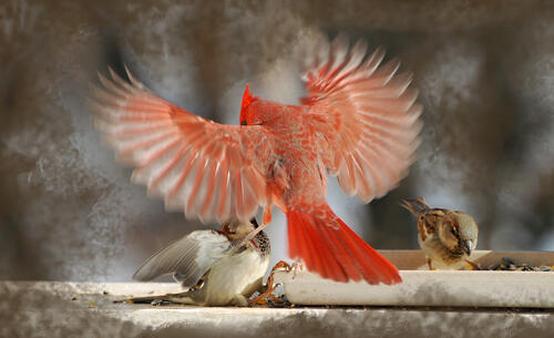 The parrot kicks the sparrows out of the feeder.
