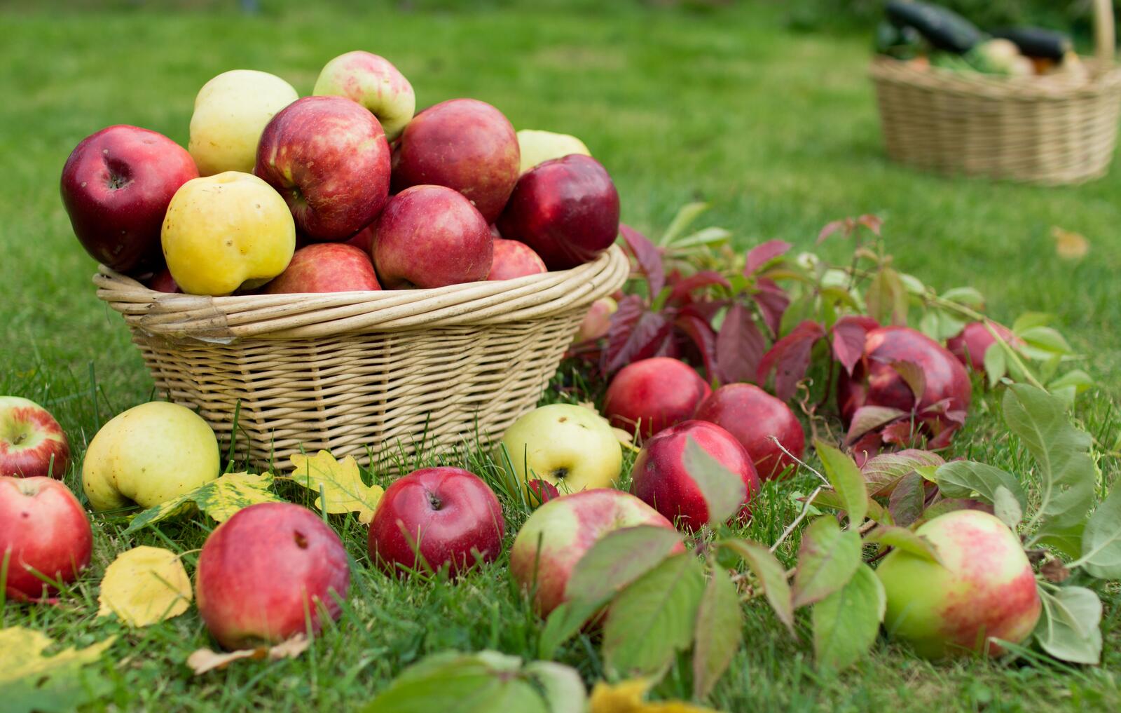 Обои природа листва яблоки на рабочий стол