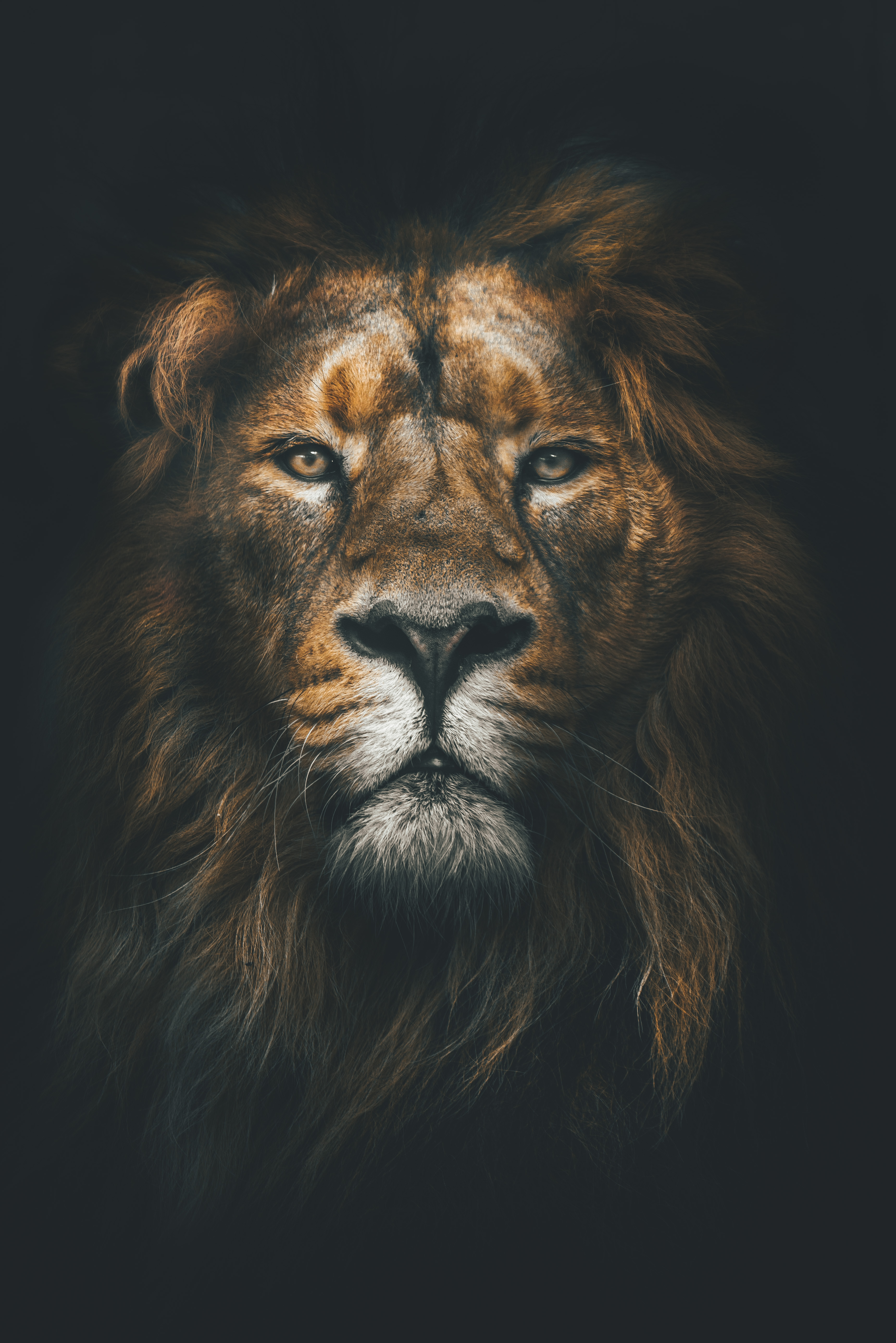 Wallpapers lion wild nature nature on the desktop