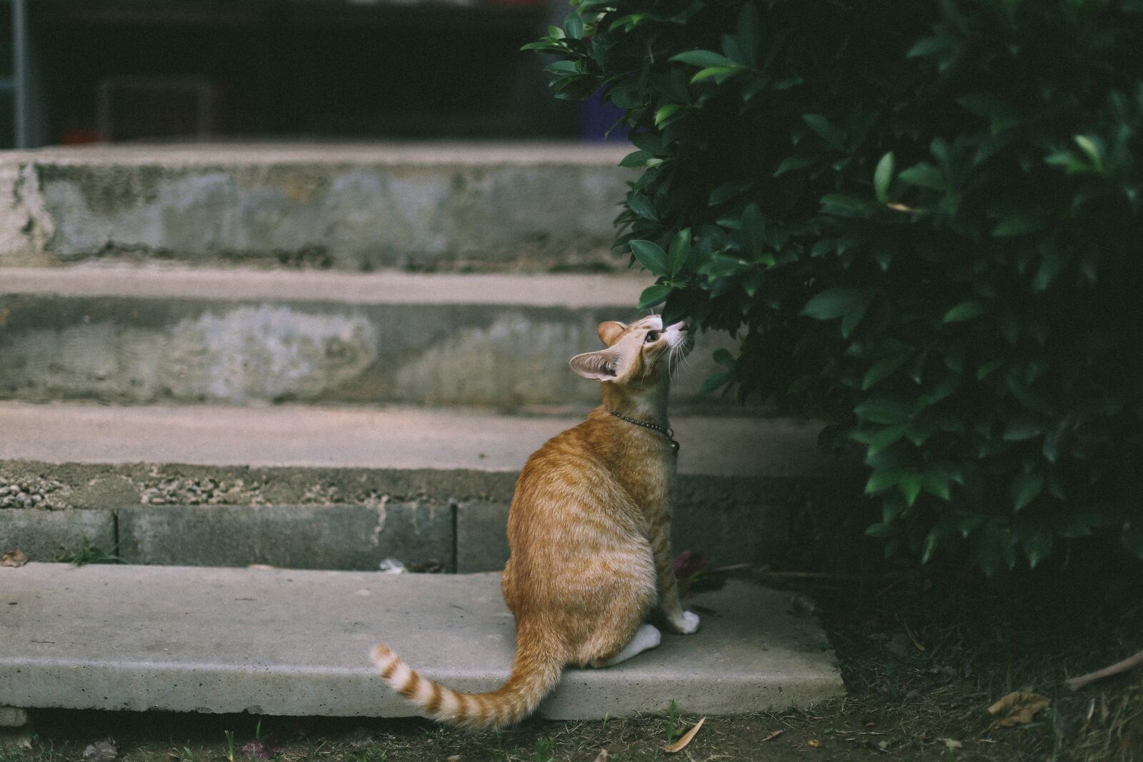 Free photo A stray ginger cat sits on the steps