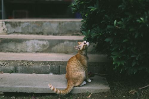 Бродячий рыжий кот сидит на ступенях