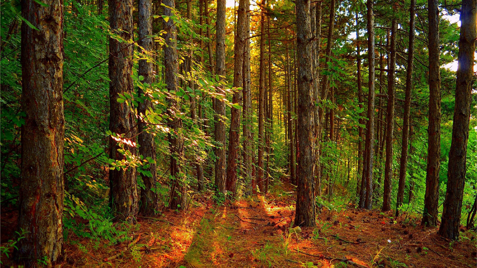 Бесплатное фото Хвойный лес днем