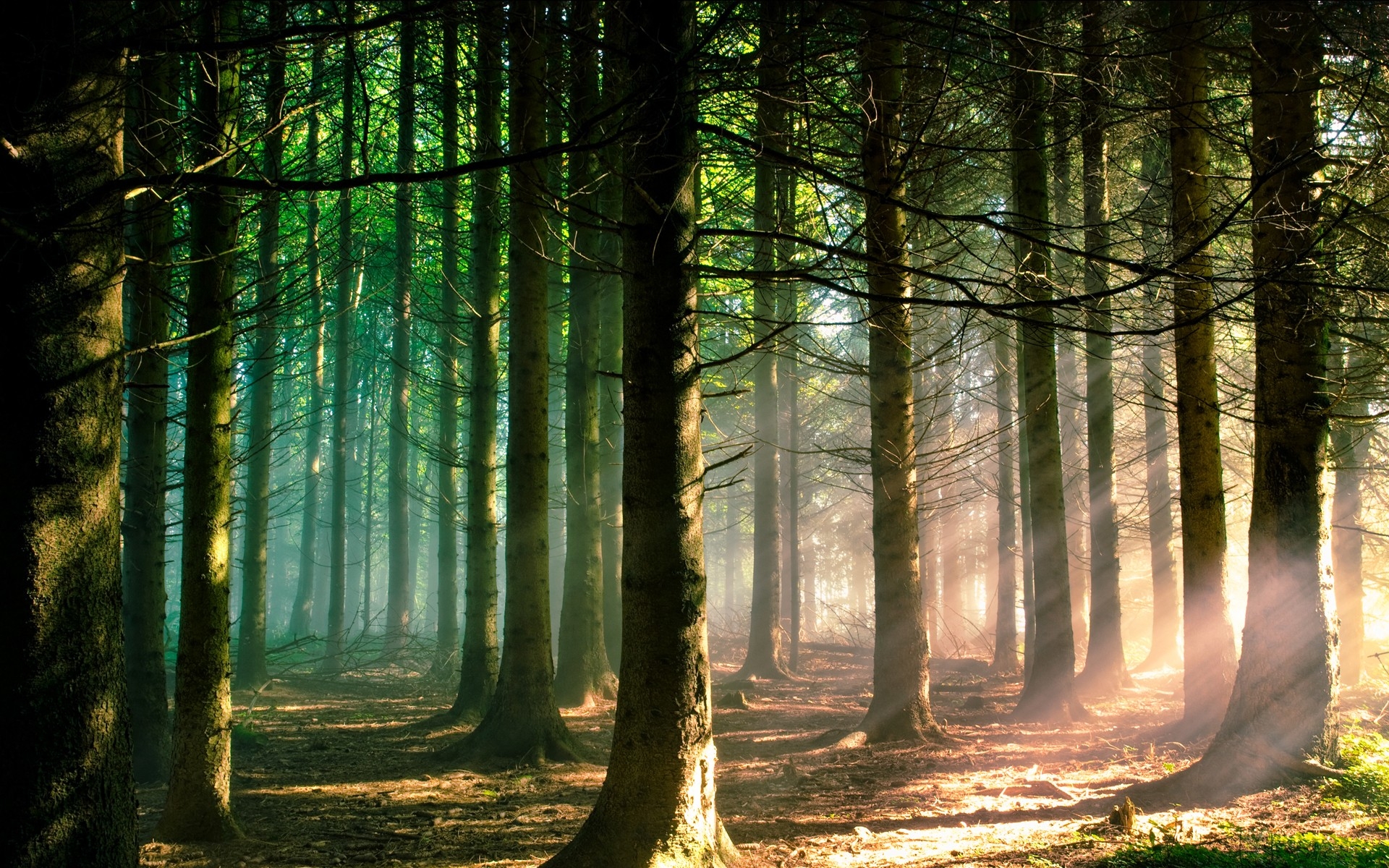 Wallpapers wallpaper forest sun rays trees on the desktop