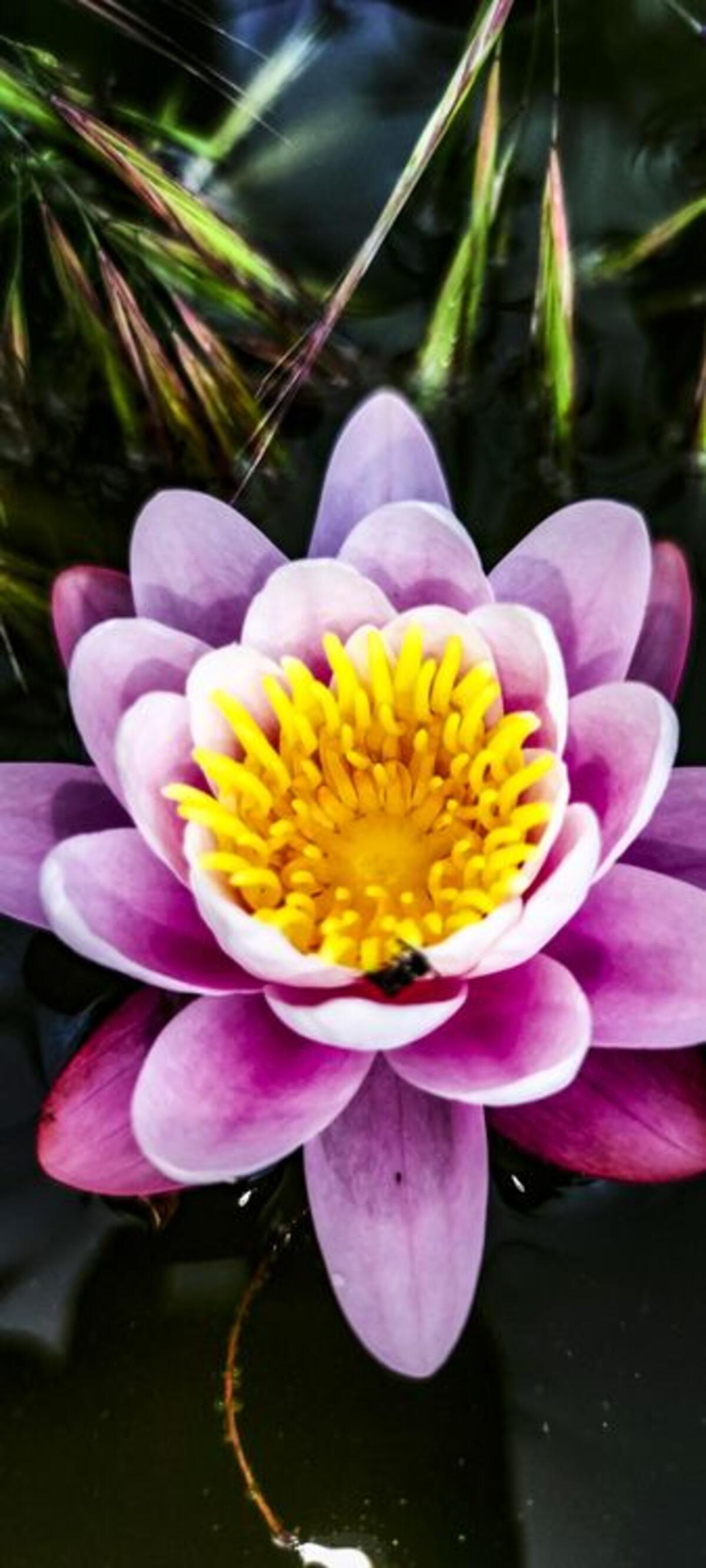 Pond pink lily