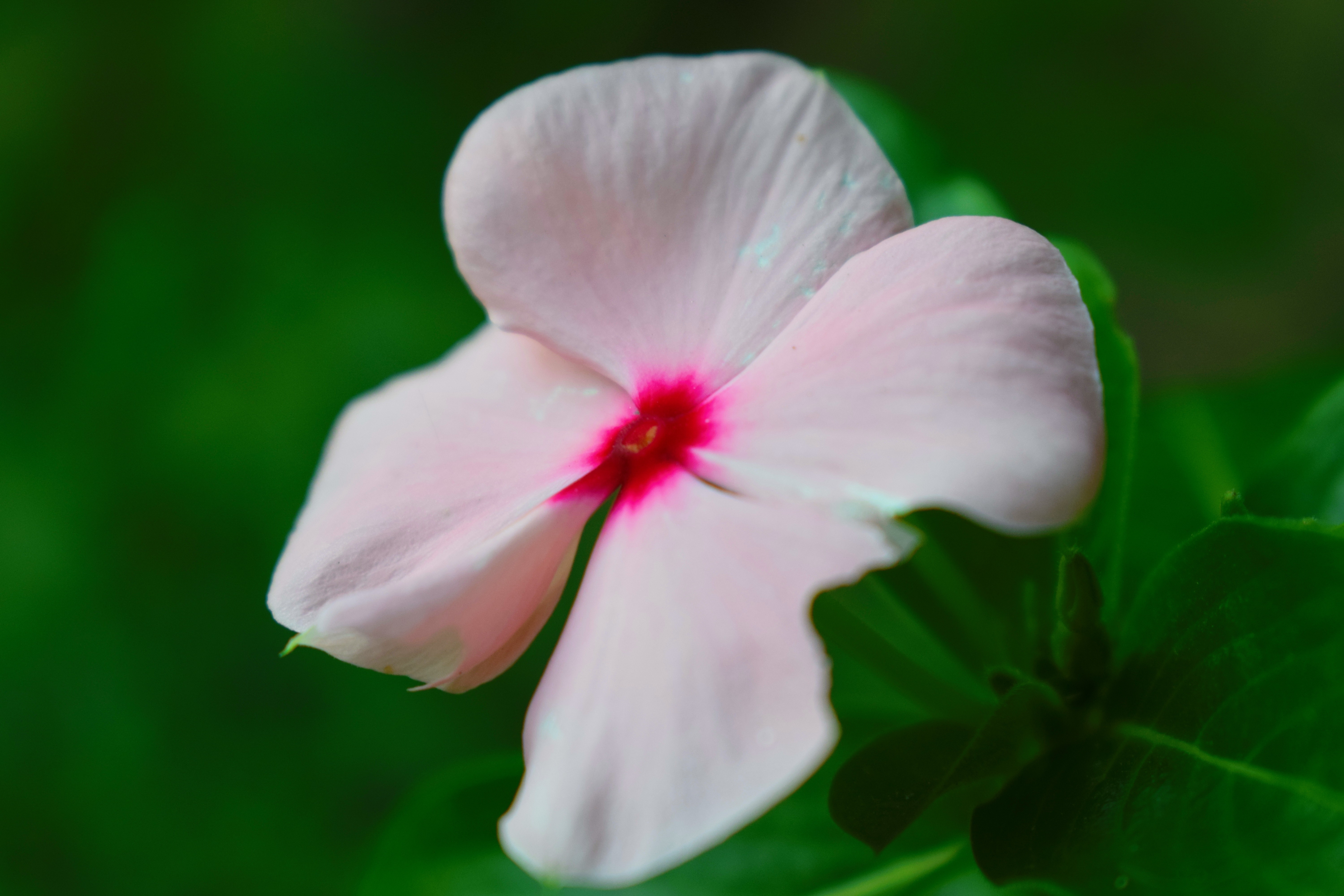 The delicate petals of a pink flower.