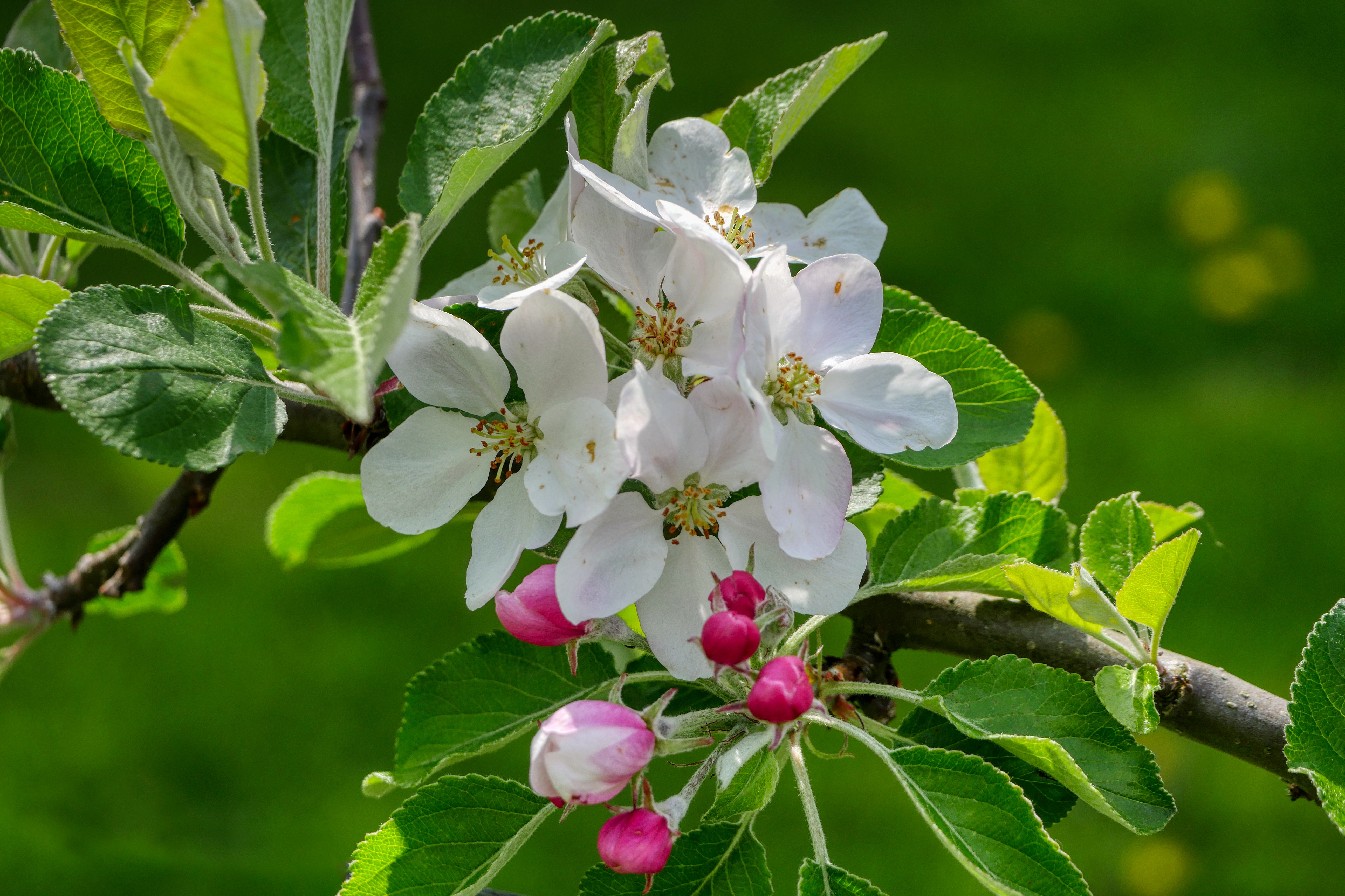 Обои Apple tree цветение флора на рабочий стол