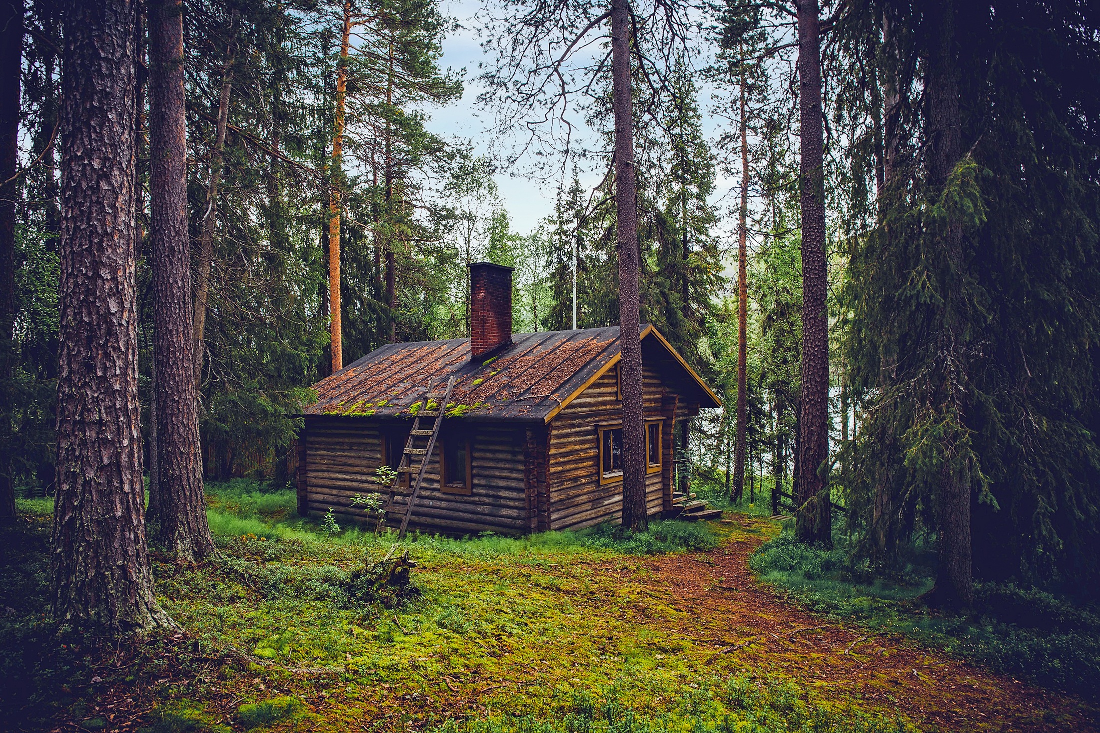 Фото бесплатно лесной массив, деревья, Финляндия
