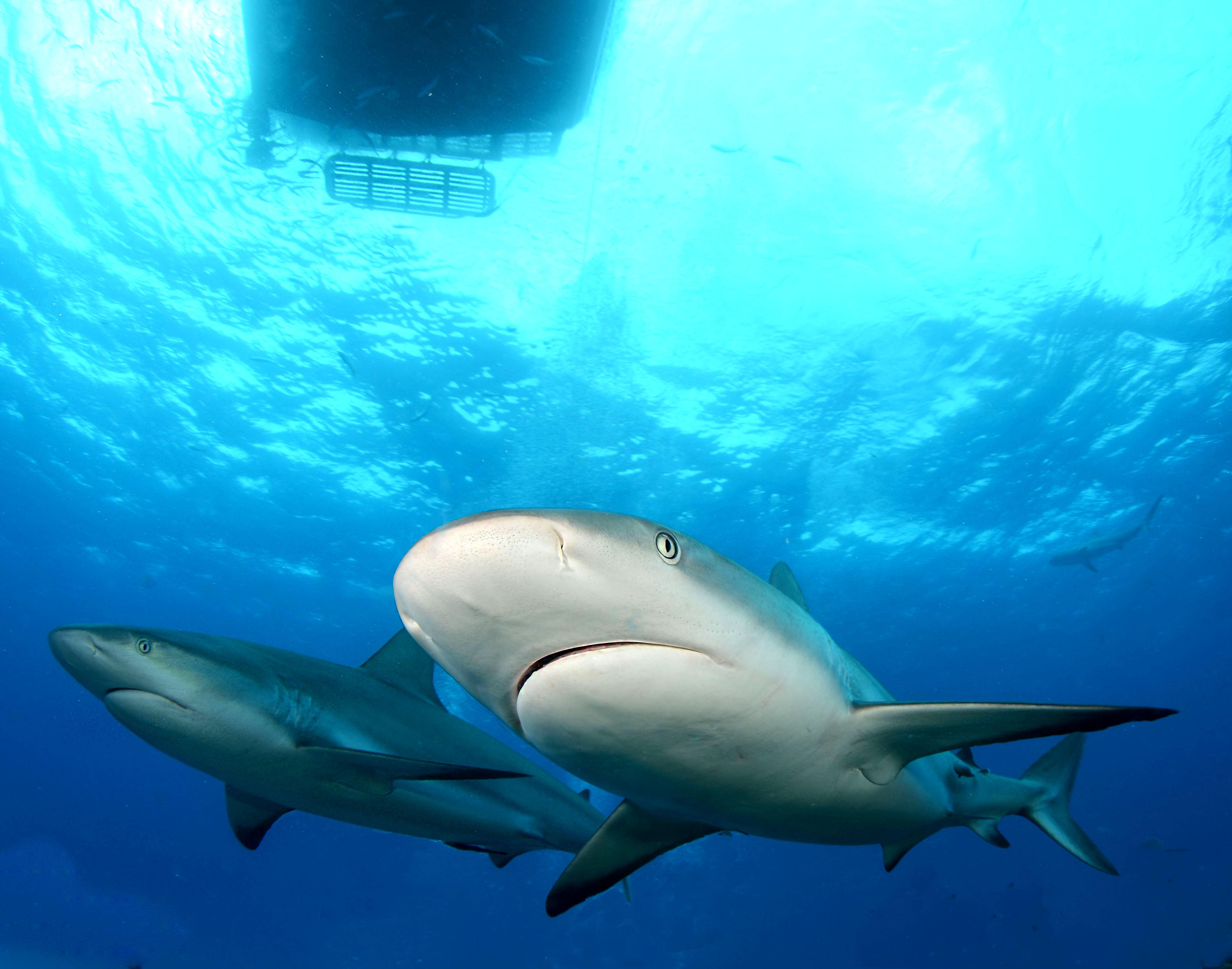 Фото бесплатно море, две акулы, акулы