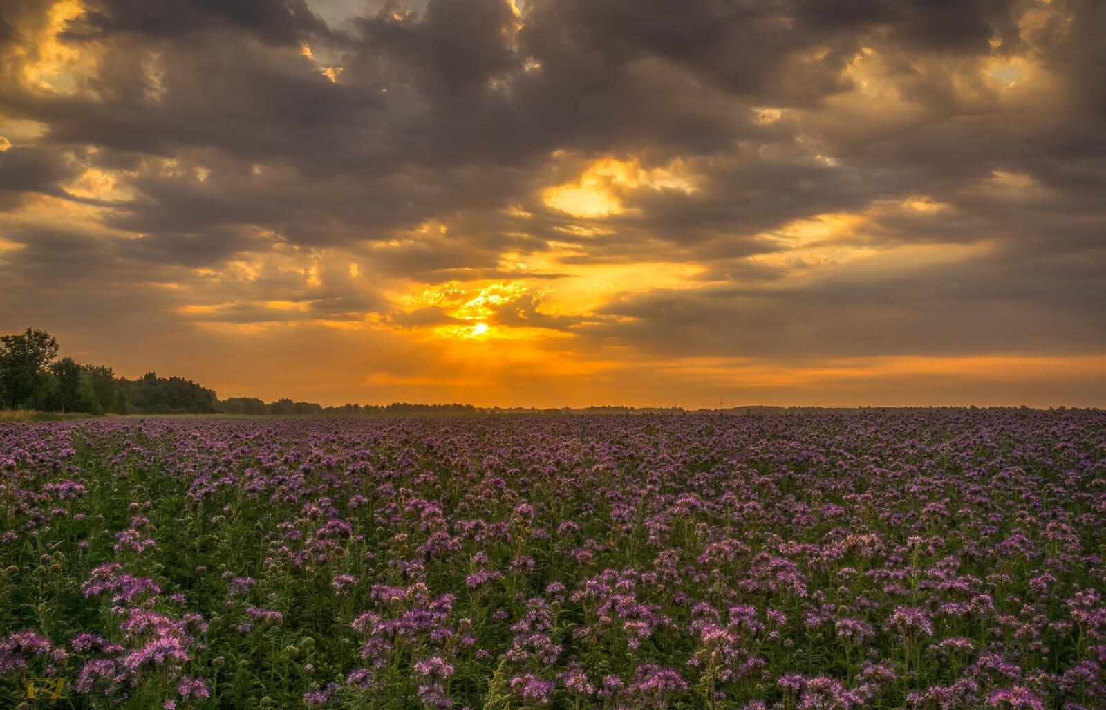 Wallpapers purple flowers sunset clouds on the desktop
