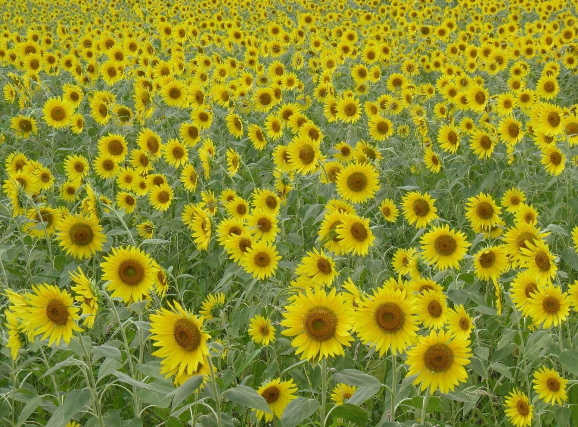 Wallpapers sunflowers many field on the desktop