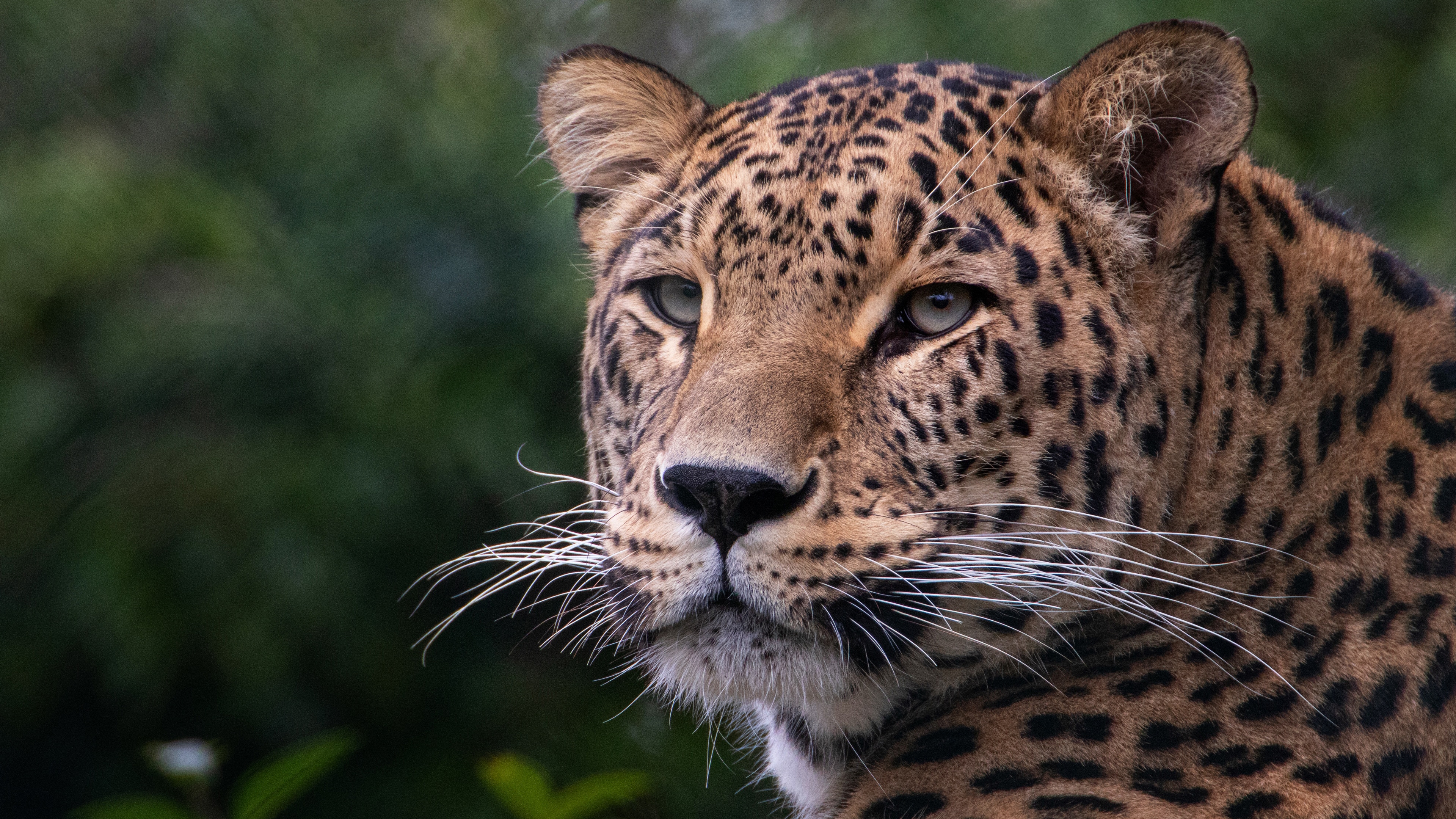 Фото бесплатно обои леопард, мордашка, усы