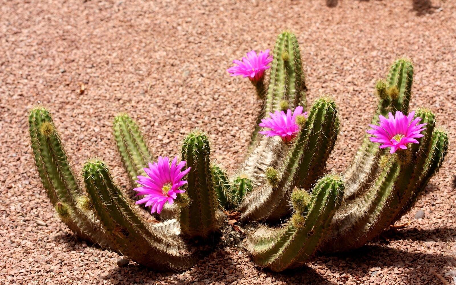 Wallpapers cactus pink flowers desert on the desktop