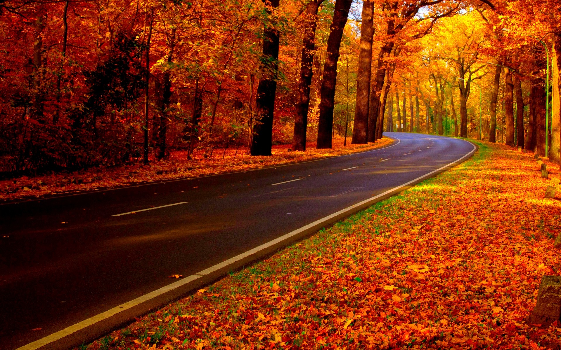 桌面上的壁纸秋天 自然 道路
