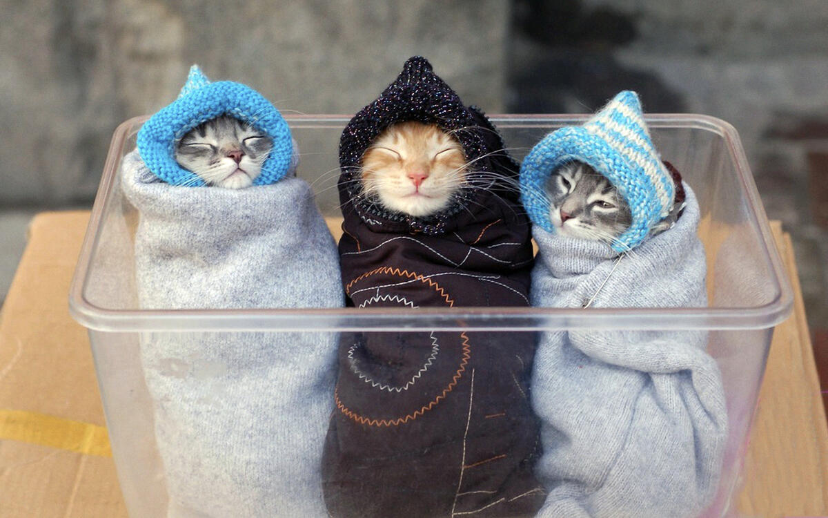 Three kittens wrapped up like babies
