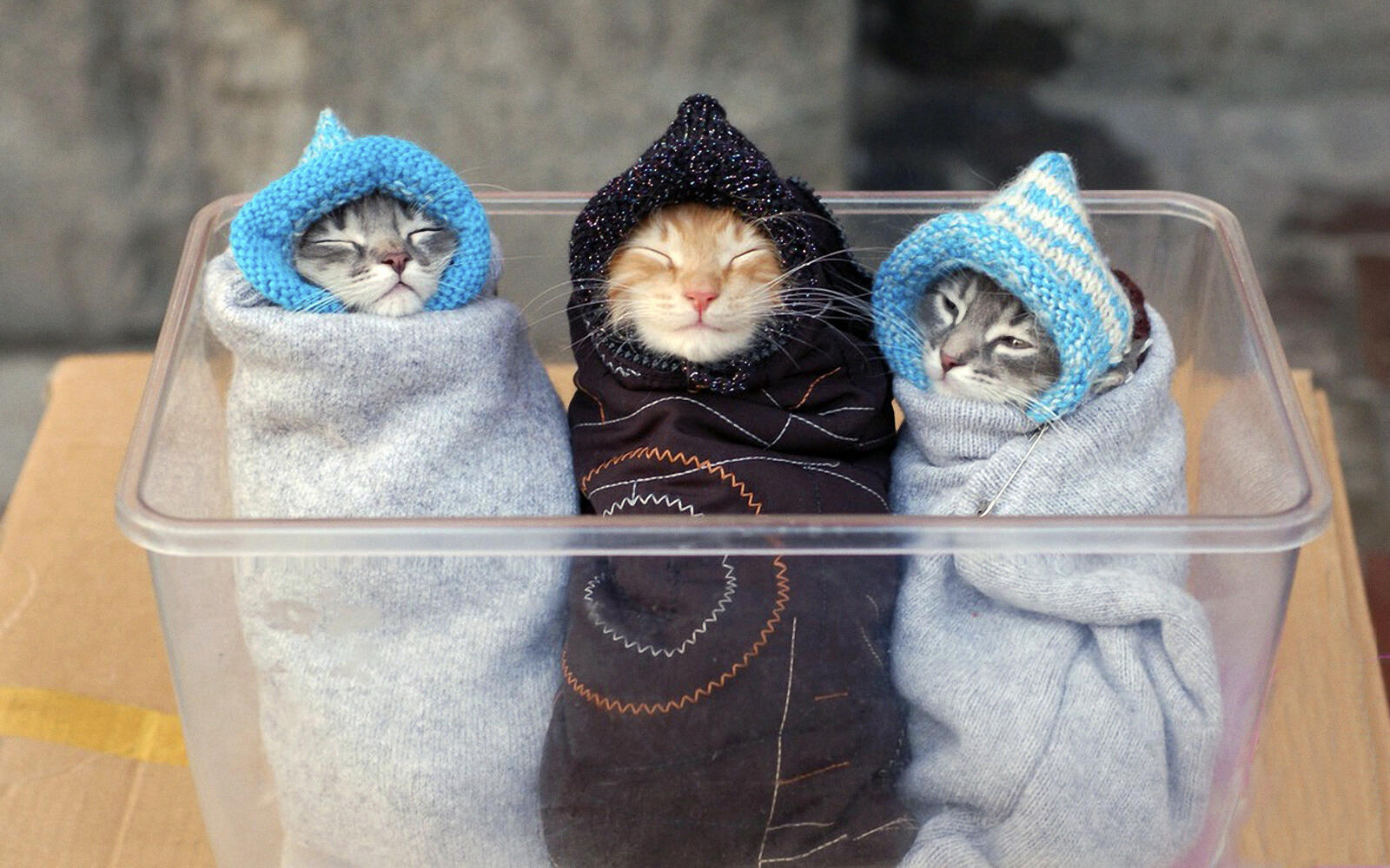 Бесплатное фото Три котенка укутанные как младенцы