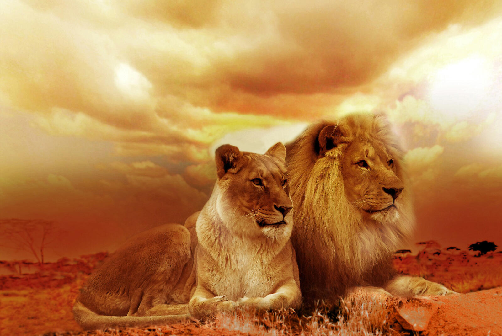 Wallpapers lion clouds sight on the desktop