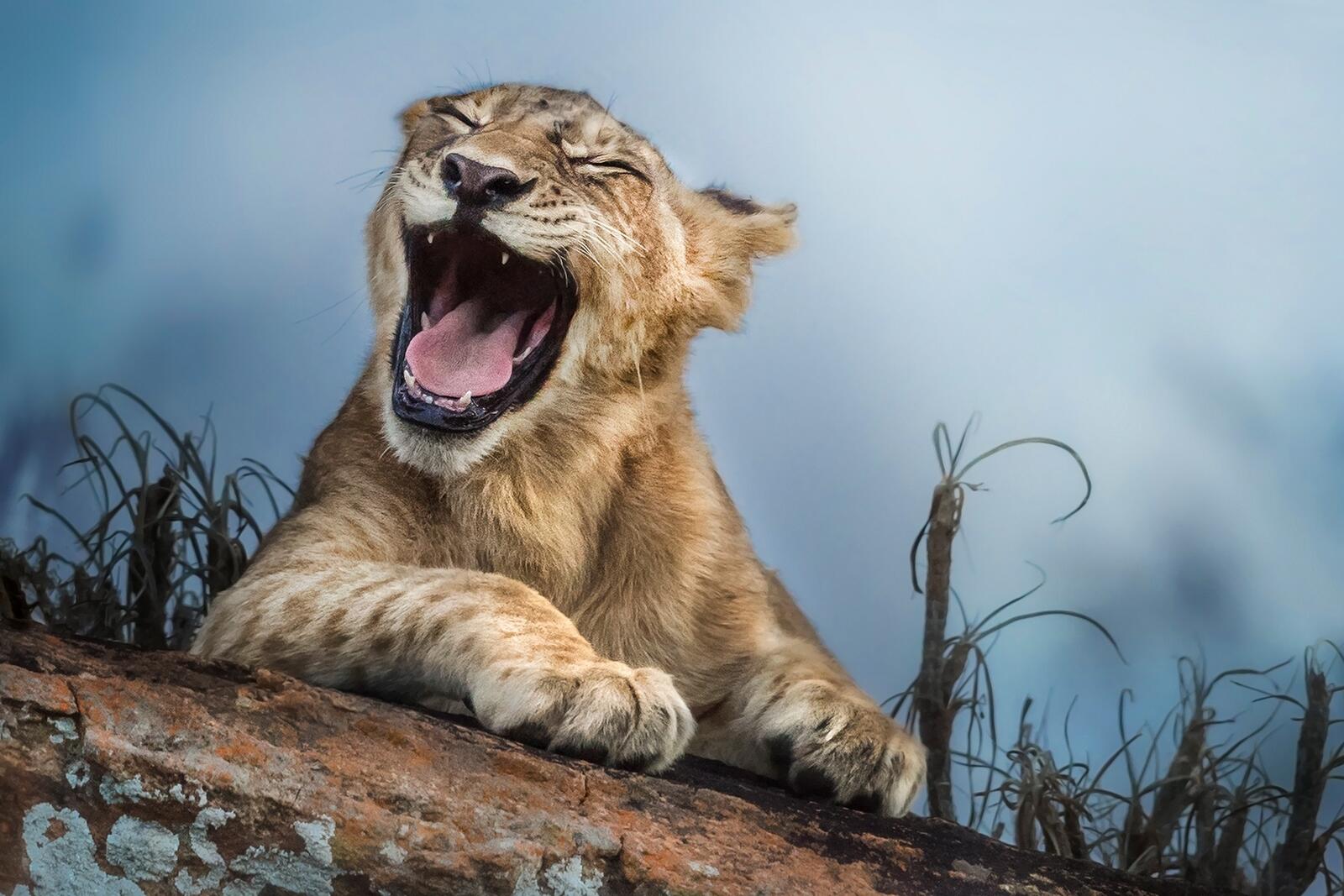 Wallpapers yawn cats lion on the desktop