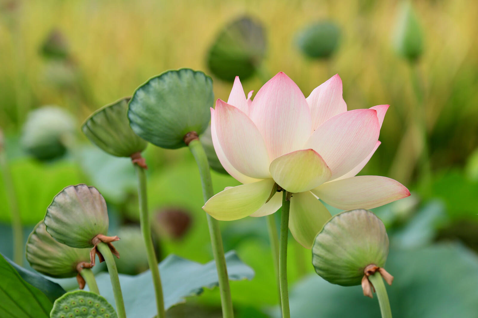 Wallpapers pond lotuses water beauty on the desktop