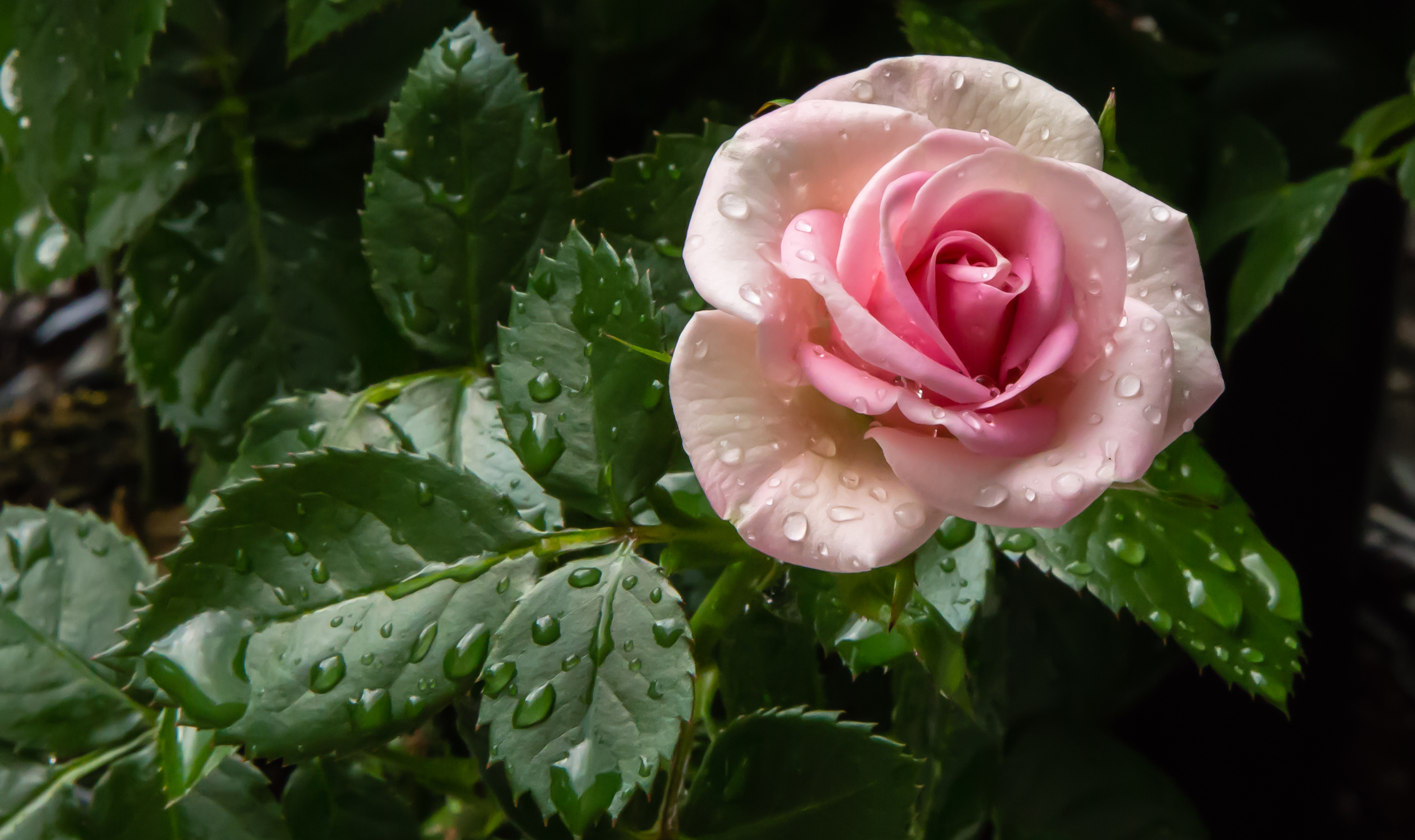 Фото цветы ветка капли дождя - бесплатные картинки на Fonwall