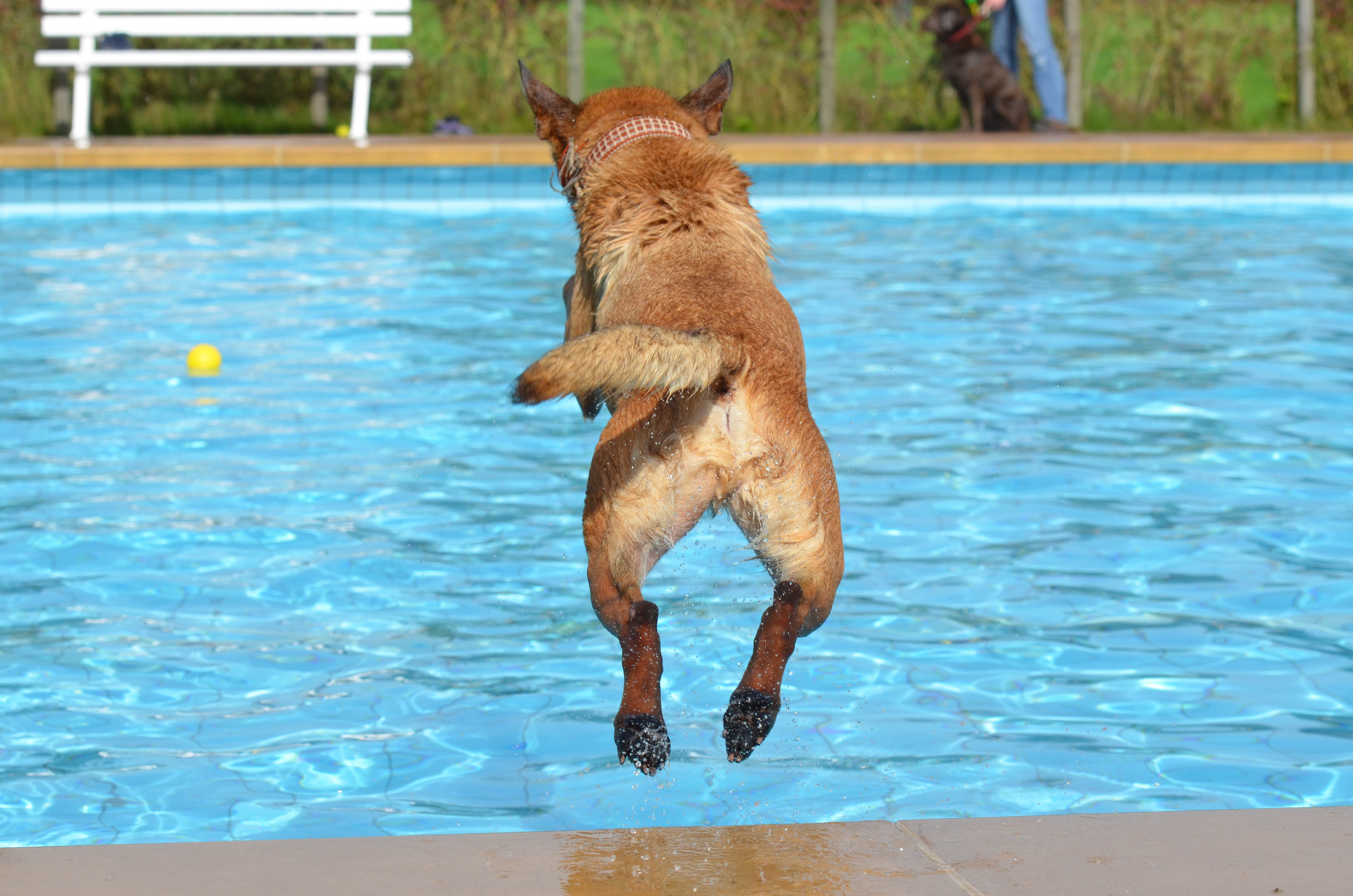 Wallpapers water dog jump on the desktop