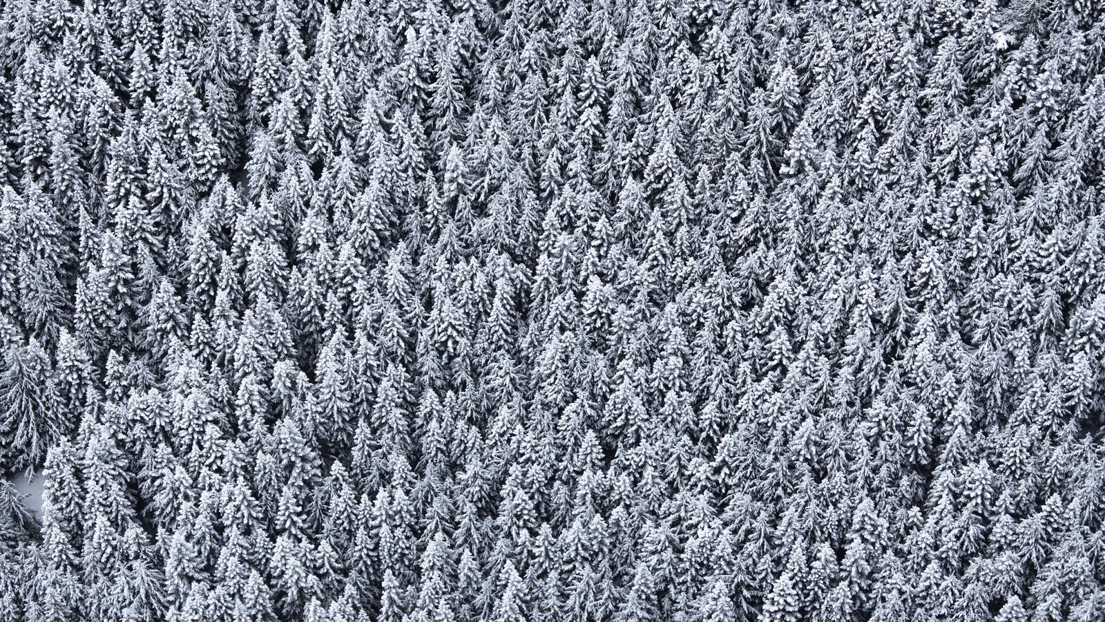 桌面上的壁纸树木 俯视图 雪