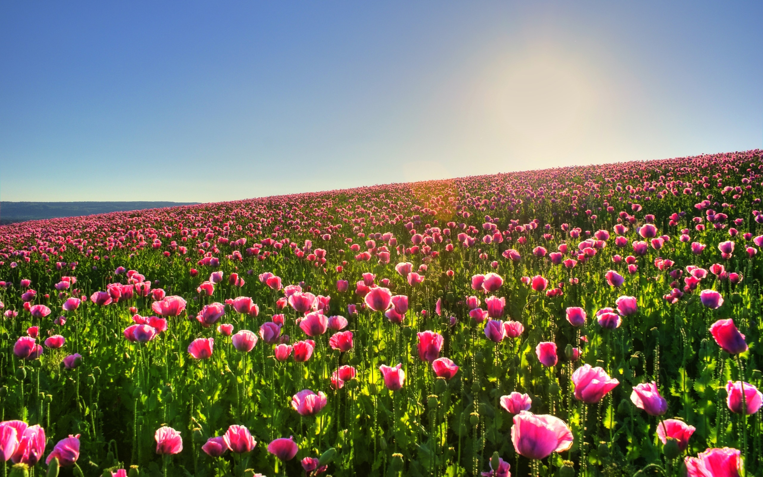 Фото бесплатно обои розовые маки, поле, ясное небо