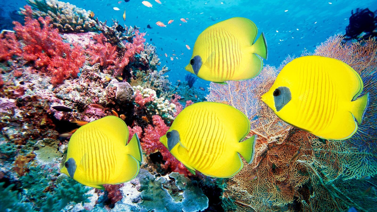 Обои желтые рыбки кораллы рыба на рабочий стол