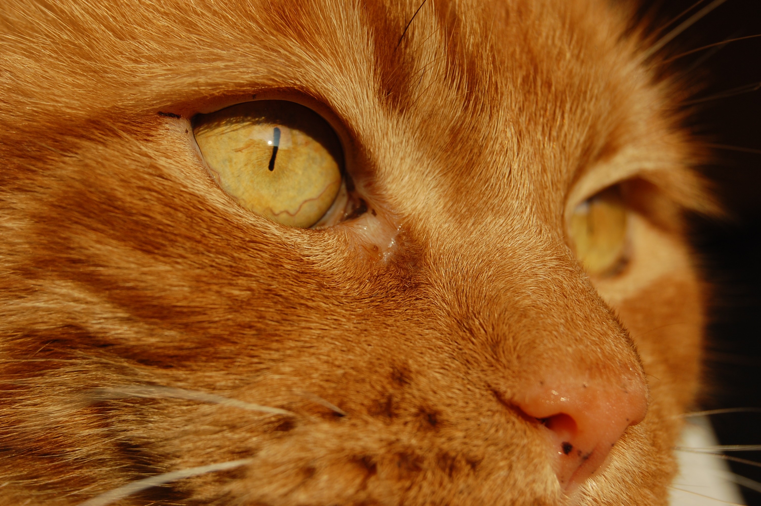 Фото бесплатно кошка, нос, усы