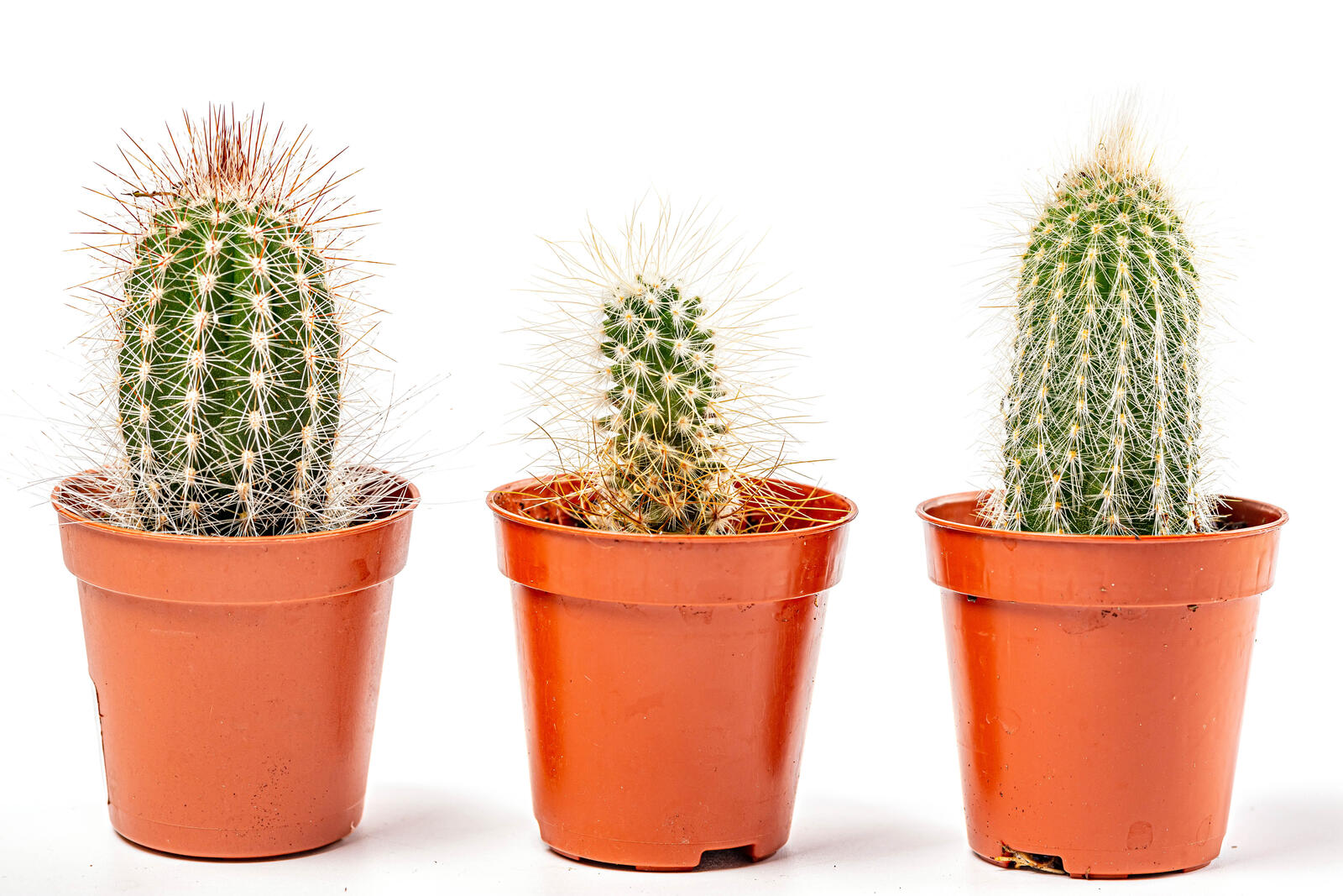 Wallpapers flower cacti white background on the desktop