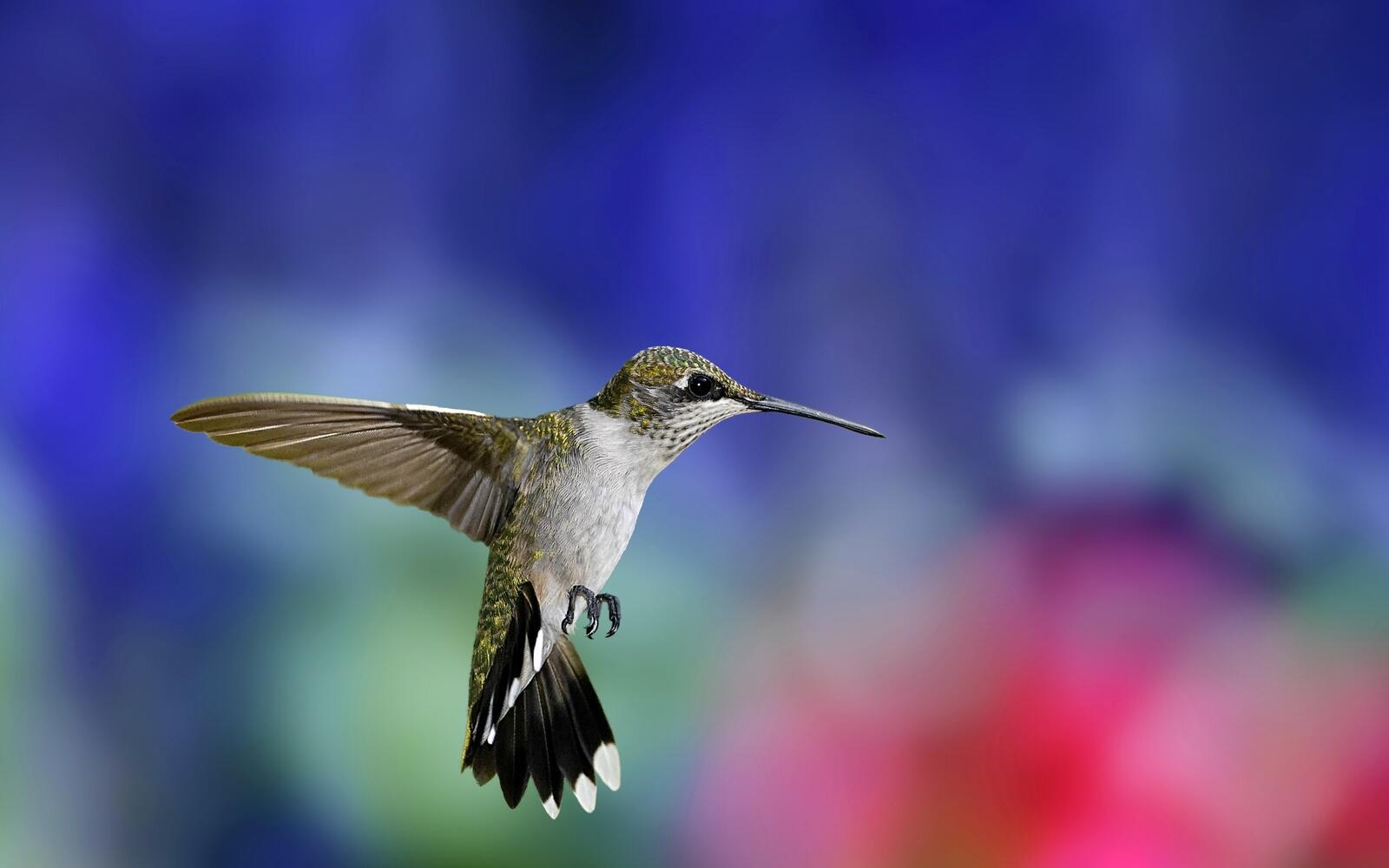 Wallpapers Hummingbird wings birds on the desktop