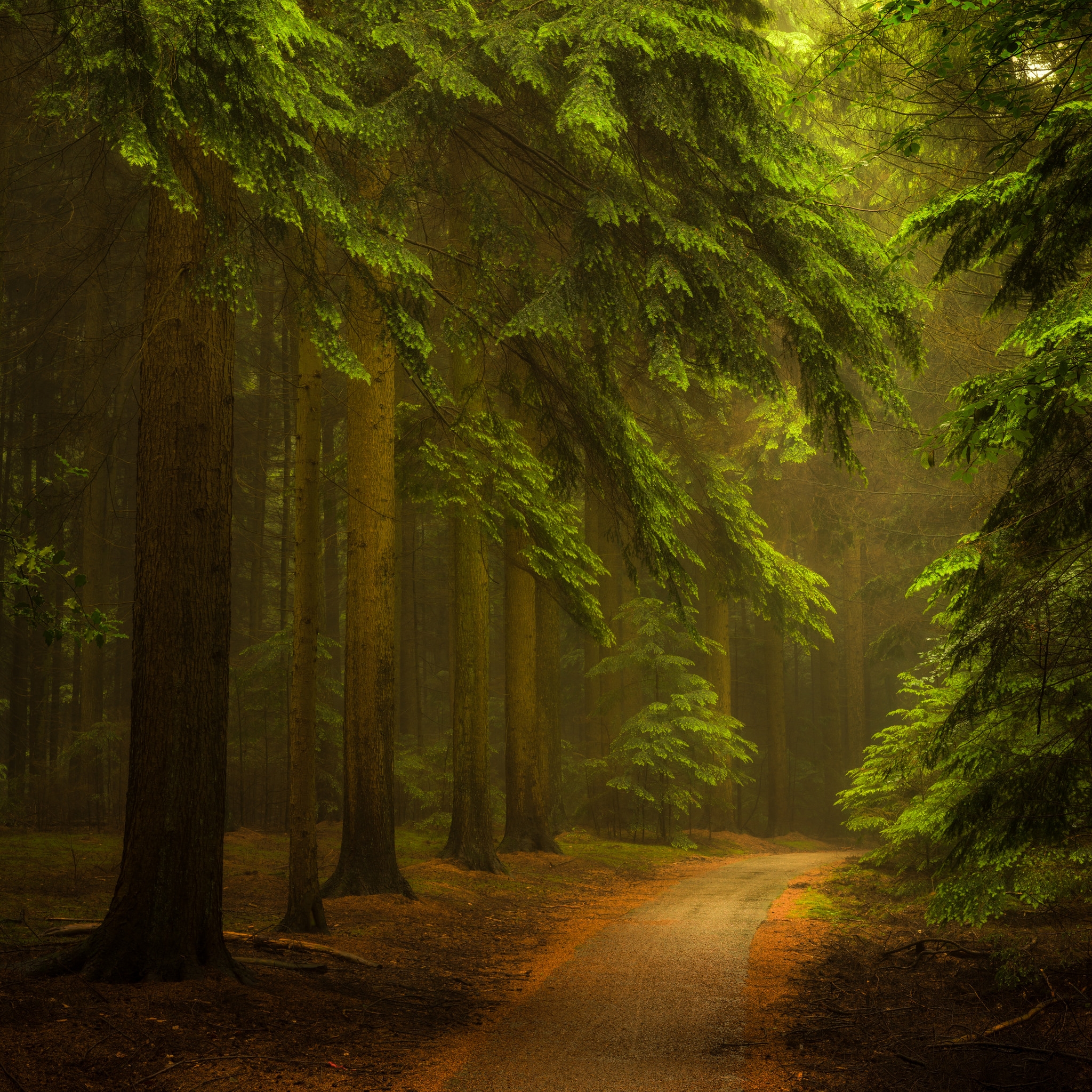 Фото бесплатно дорога по лесу, лес, туман в лесу