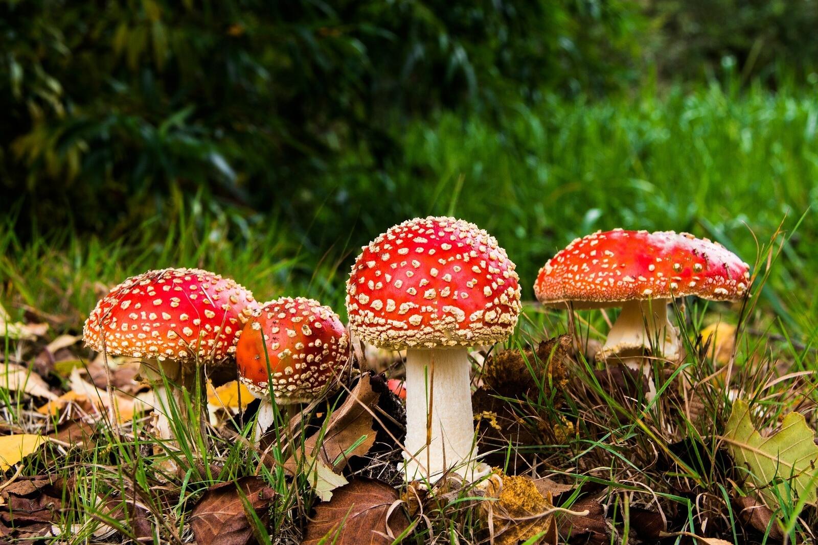 Wallpapers red fly agaric mushroom grass on the desktop