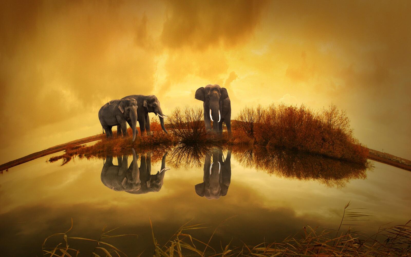 Free photo Elephants at the watering hole