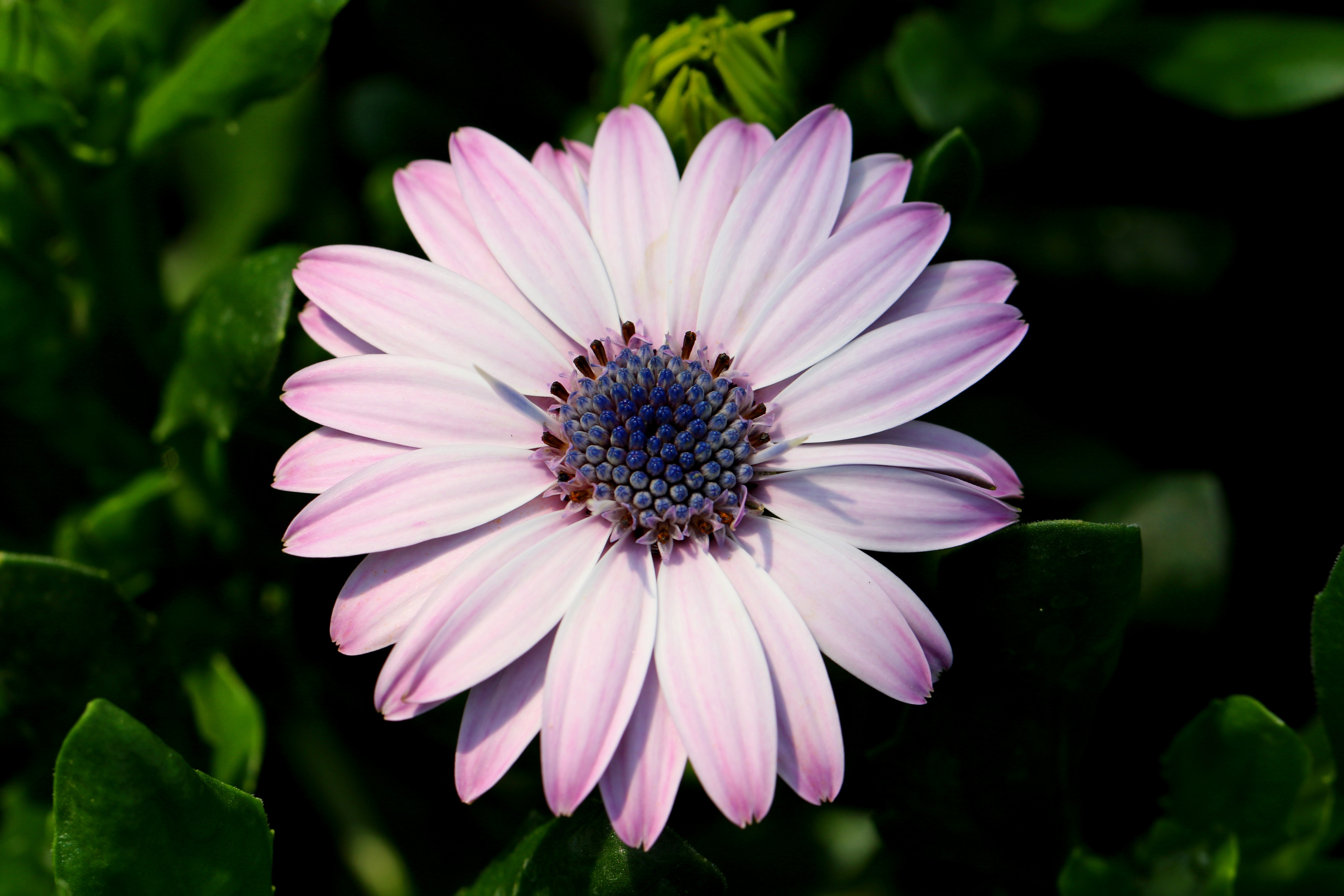 Фото бесплатно цветок, остеоспермум, лепестки