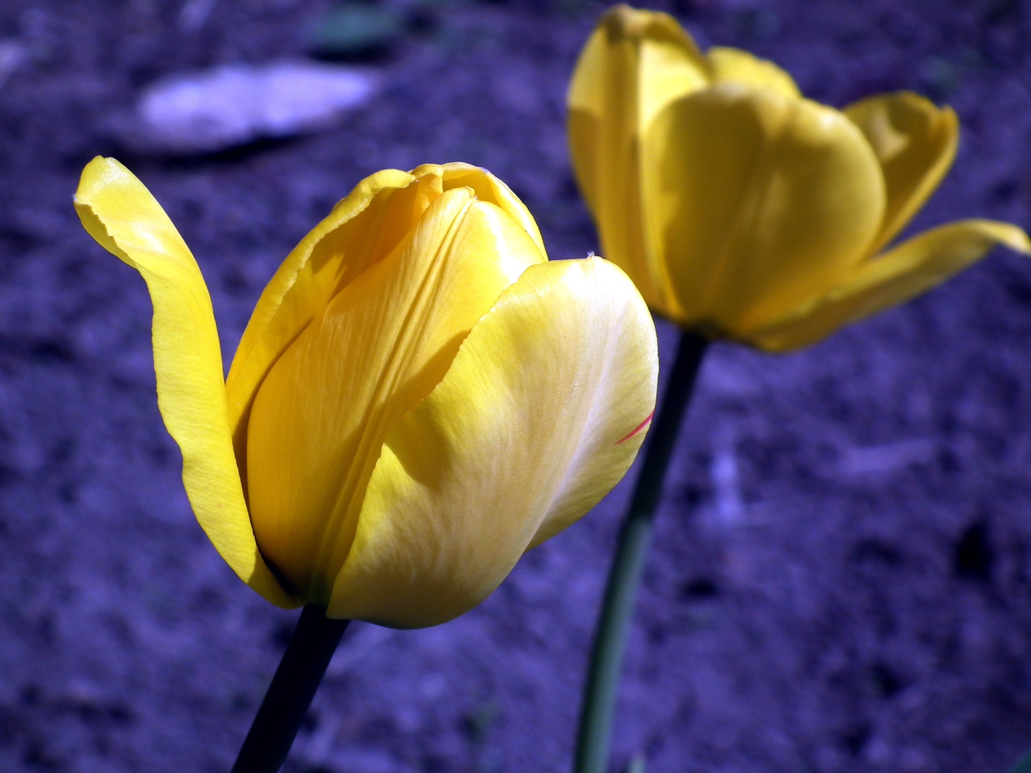 Photo free terrestrial plant, petal, yellow