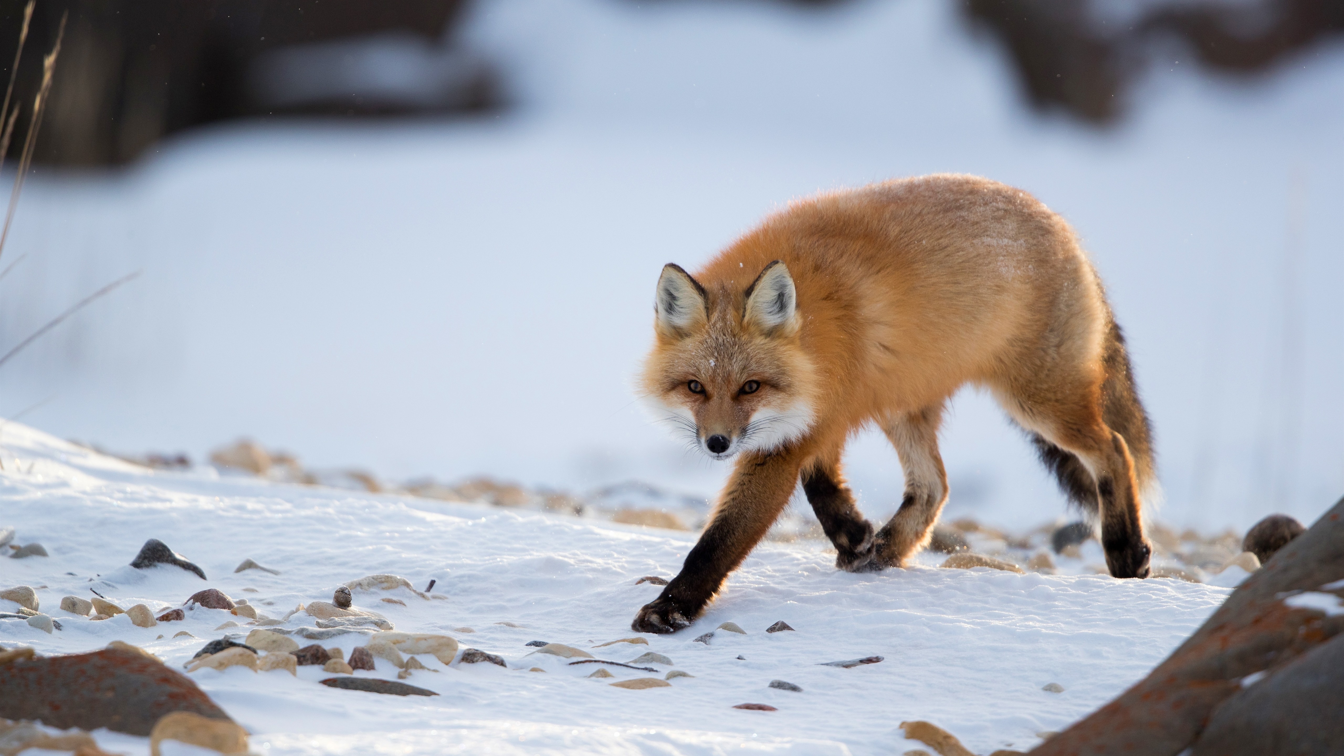 Wallpapers fox predator walking on the desktop