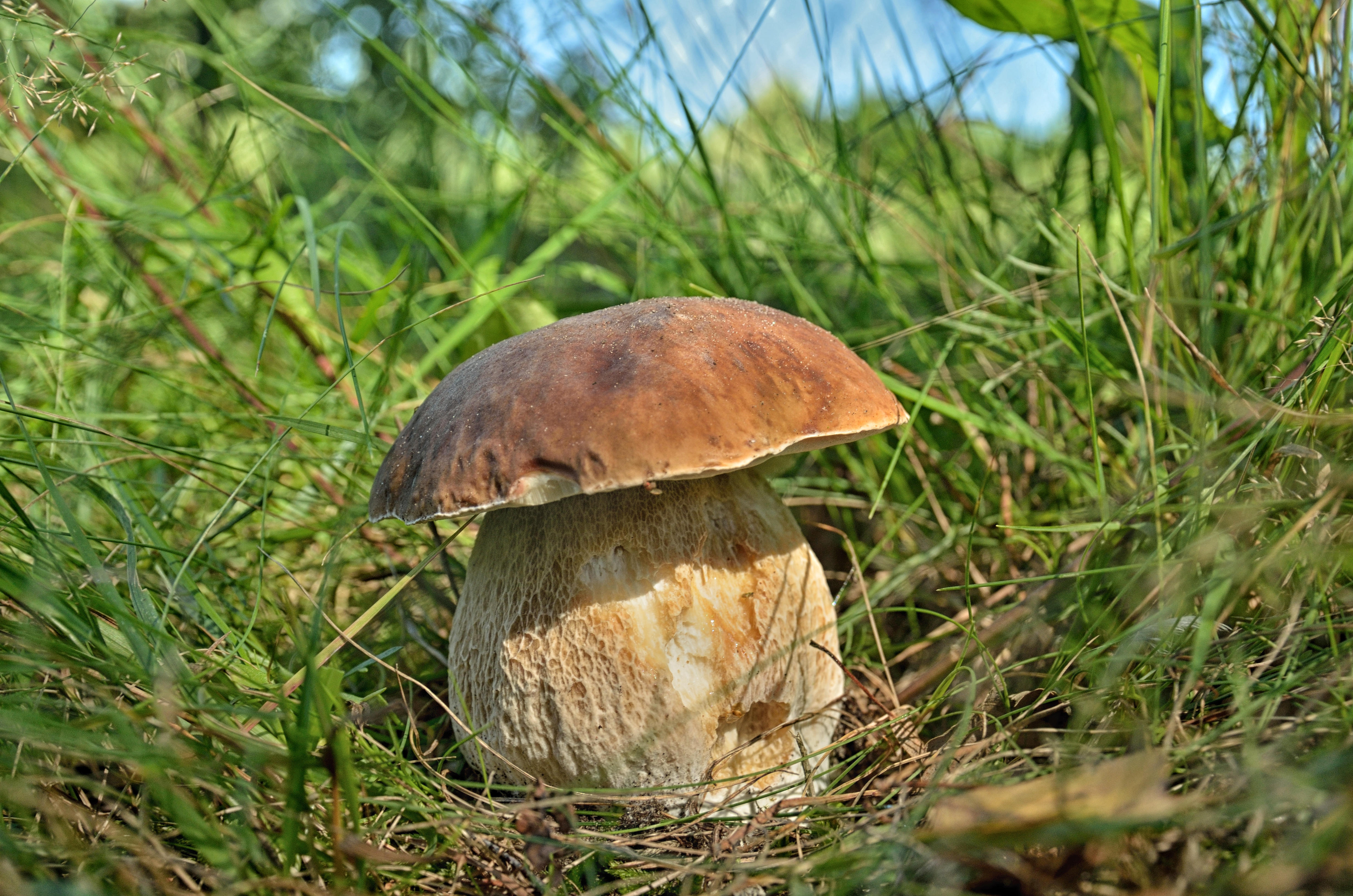 Photo free mushroom, white, white fungus