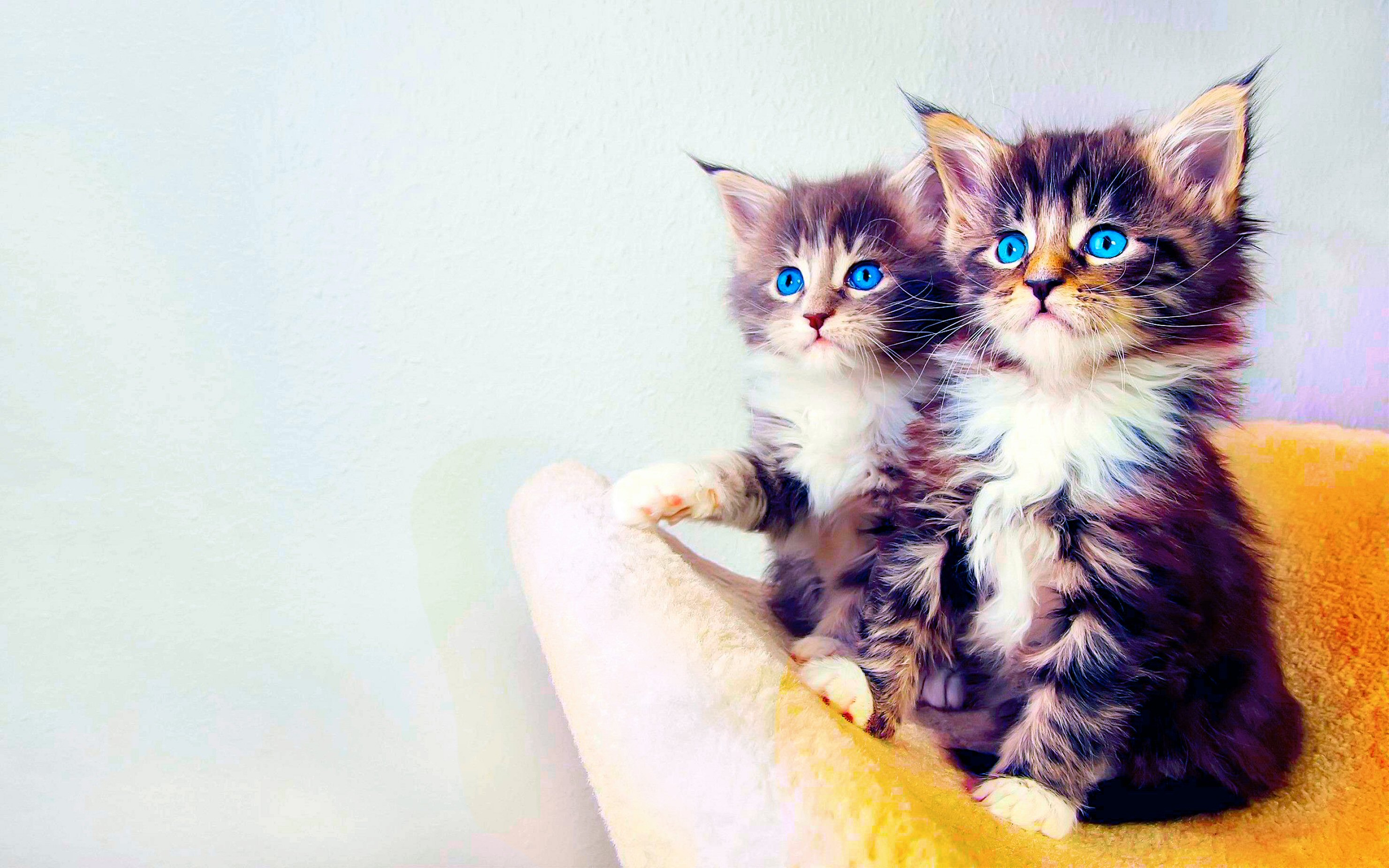 Wallpapers cat kittens blue eyes on the desktop