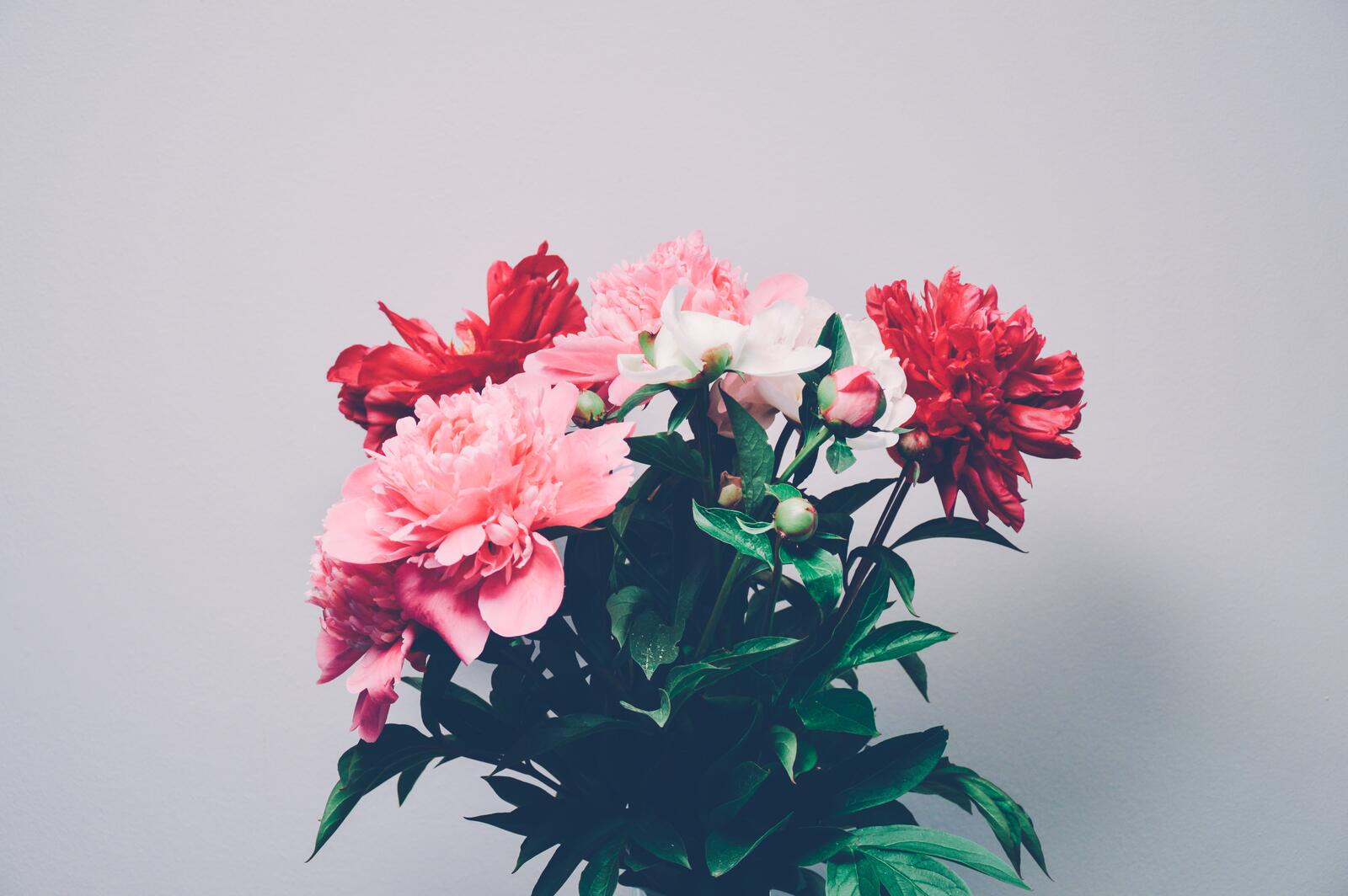 Wallpapers flower plant bouquet on the desktop