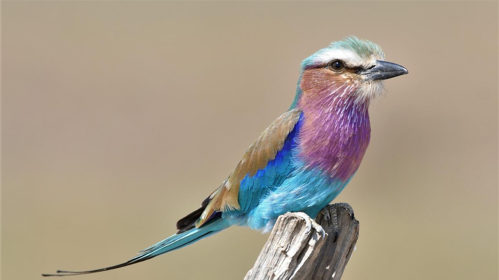 Wallpapers Africa close-up lilac-breasted roller on the desktop