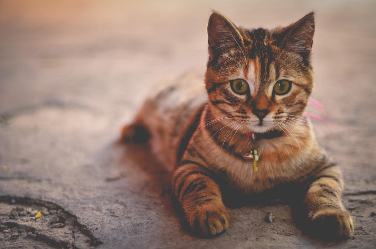 Cute kitten in a collar